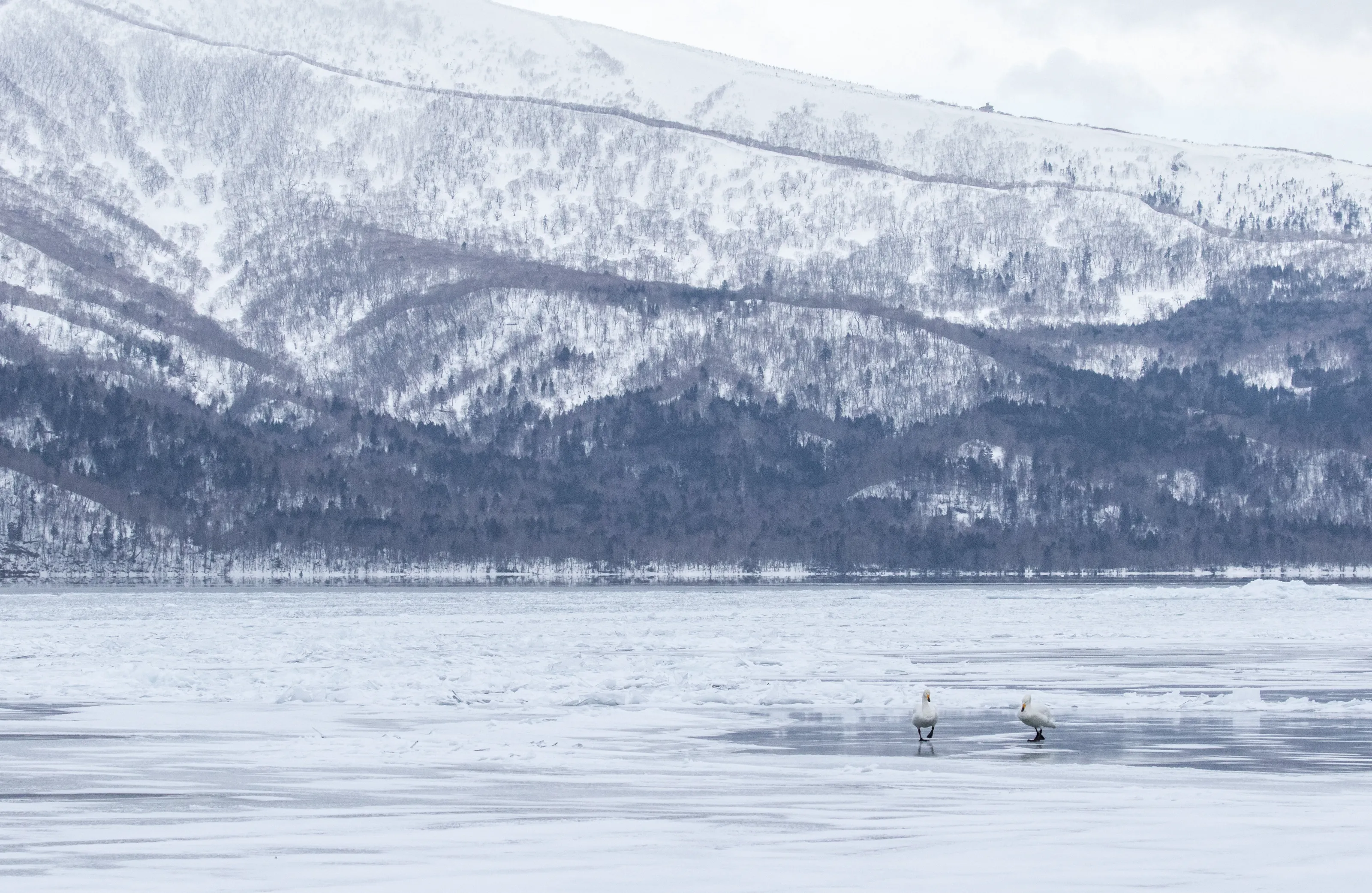 Swan Lake