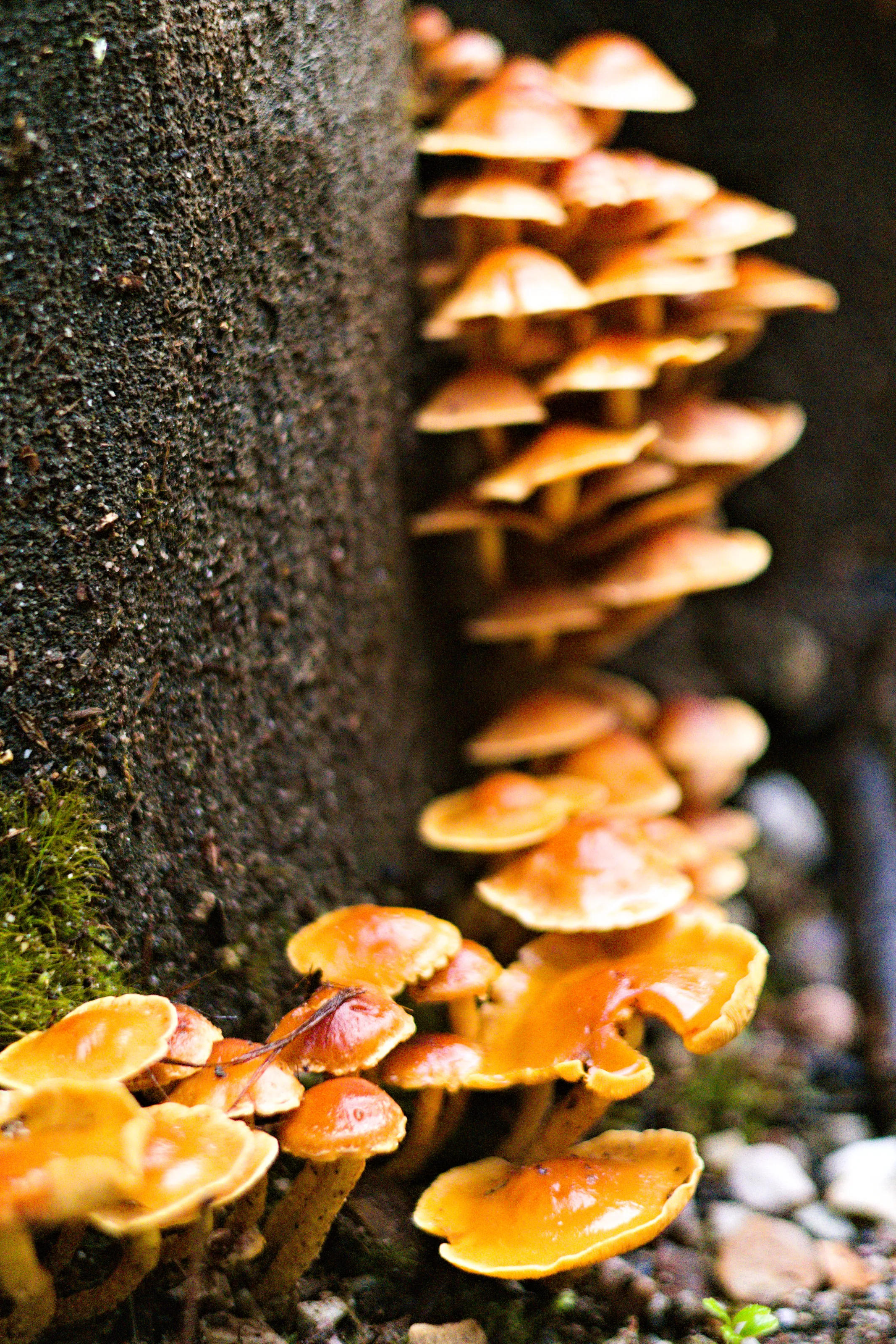 Mushrooms Climbing