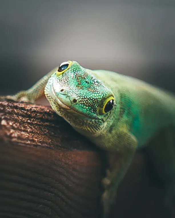 Smiling Gecko