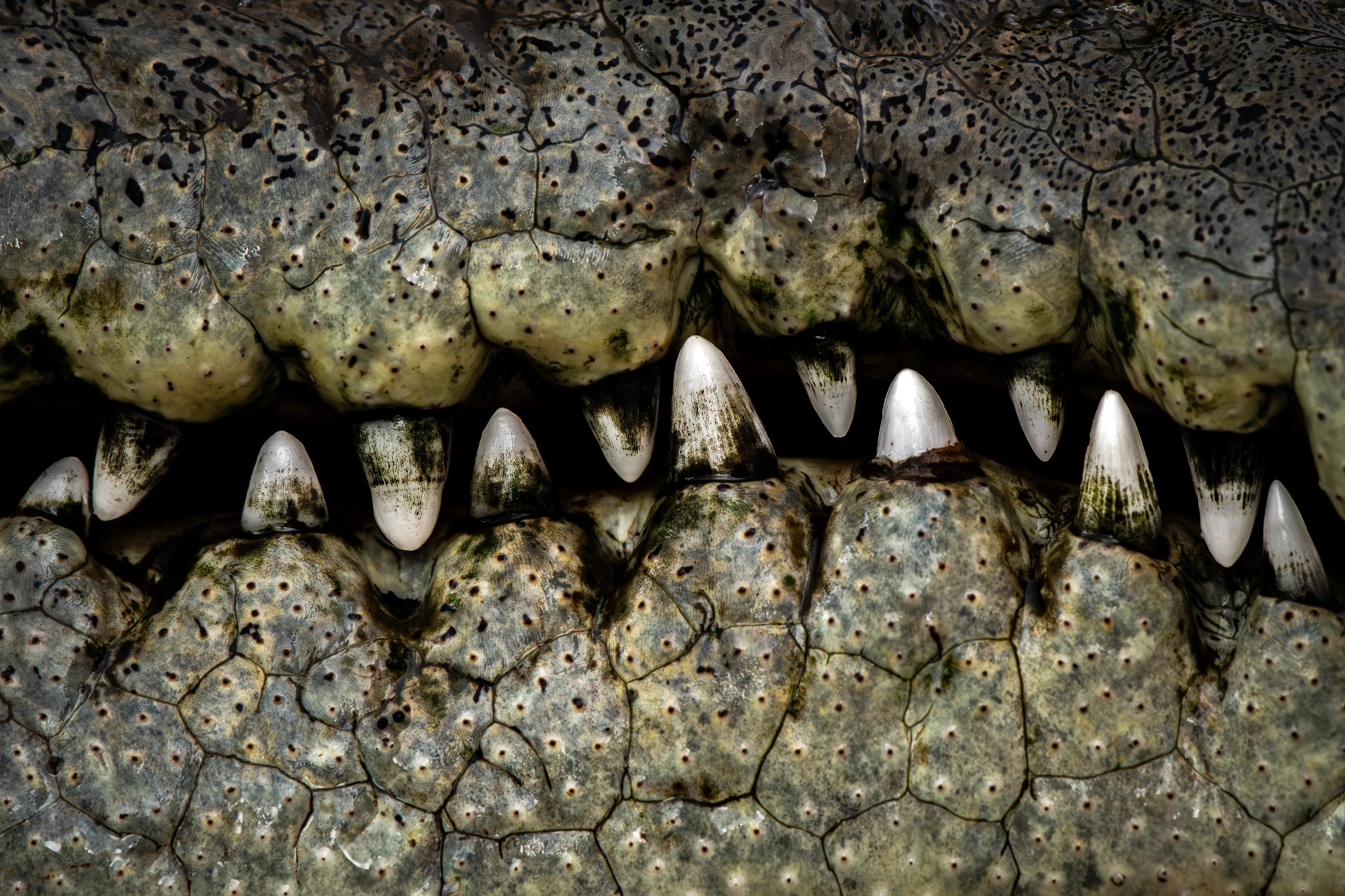 Croco-smile