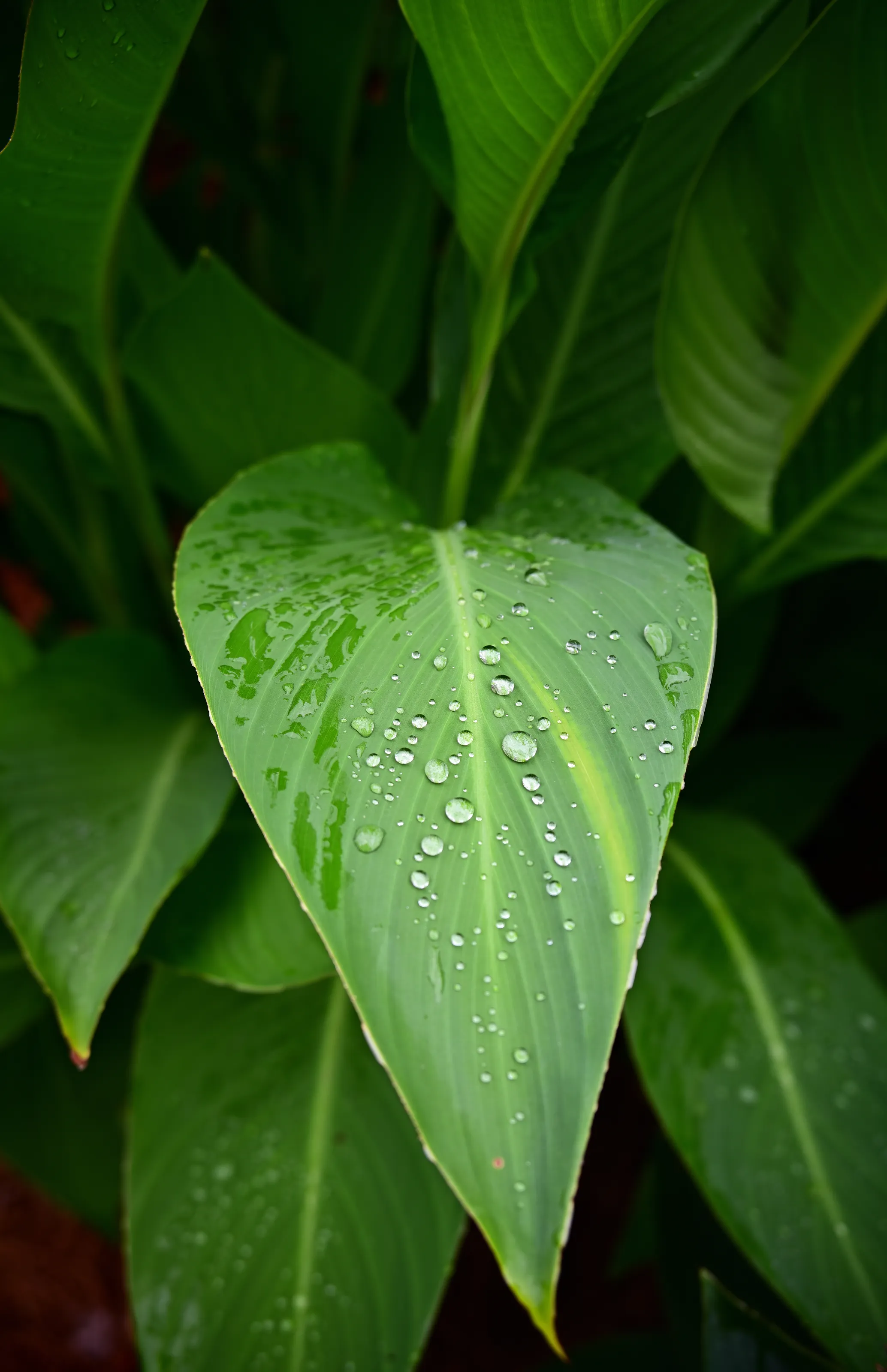 Canna Lily Leaf