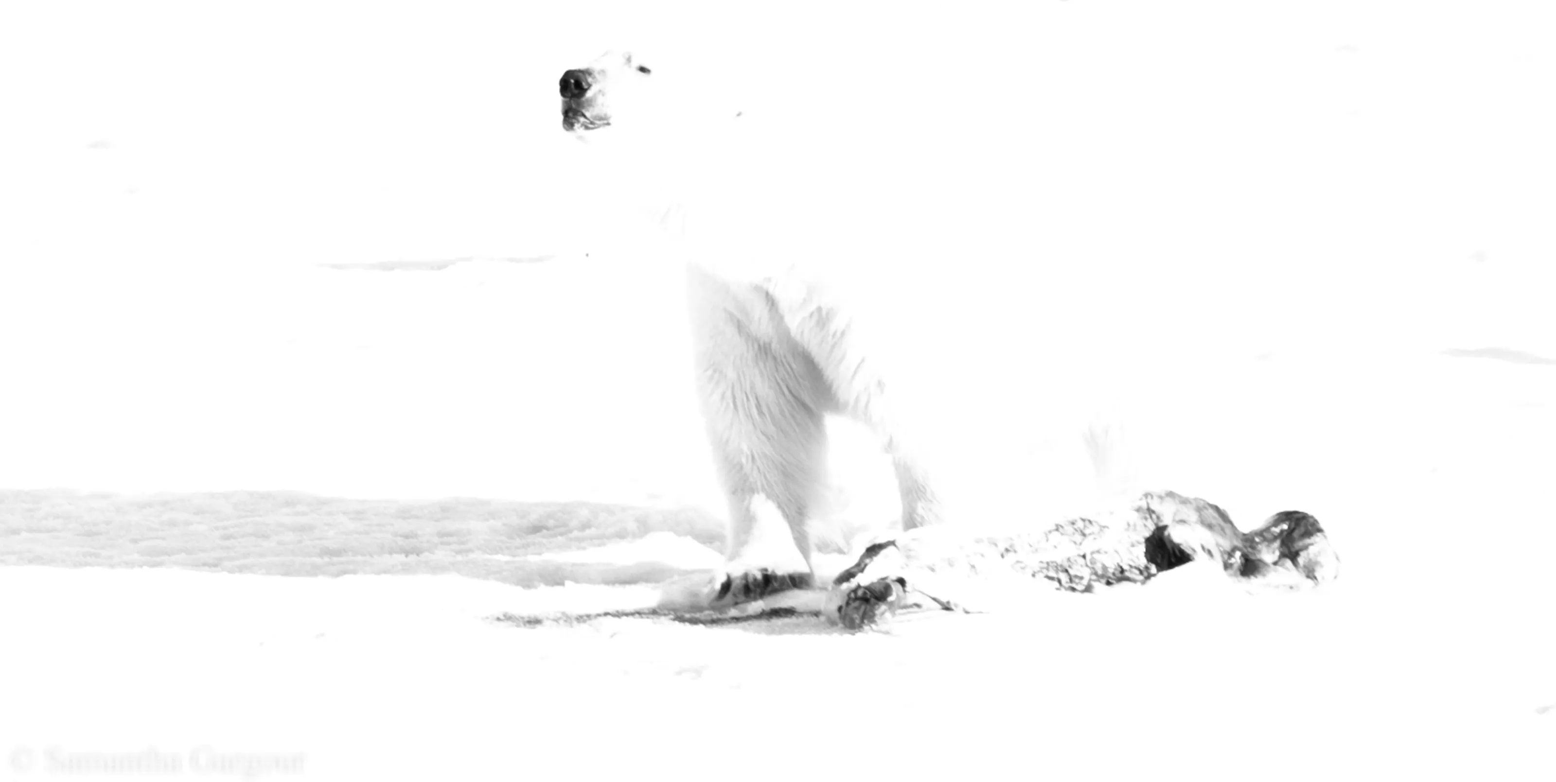 Overexposed Polar