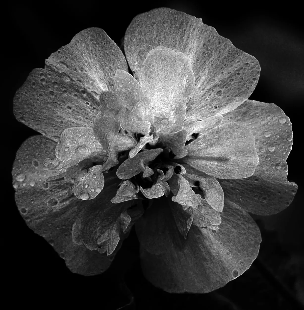 Flower in textures