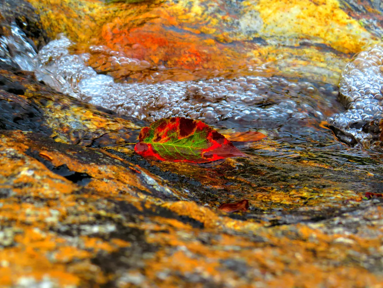 The Lone Leaf