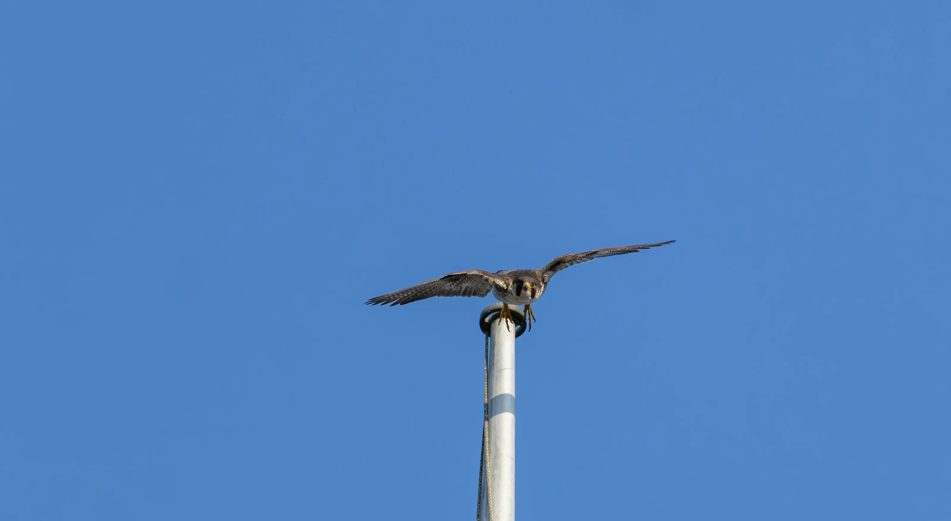 Peregrine Falcon