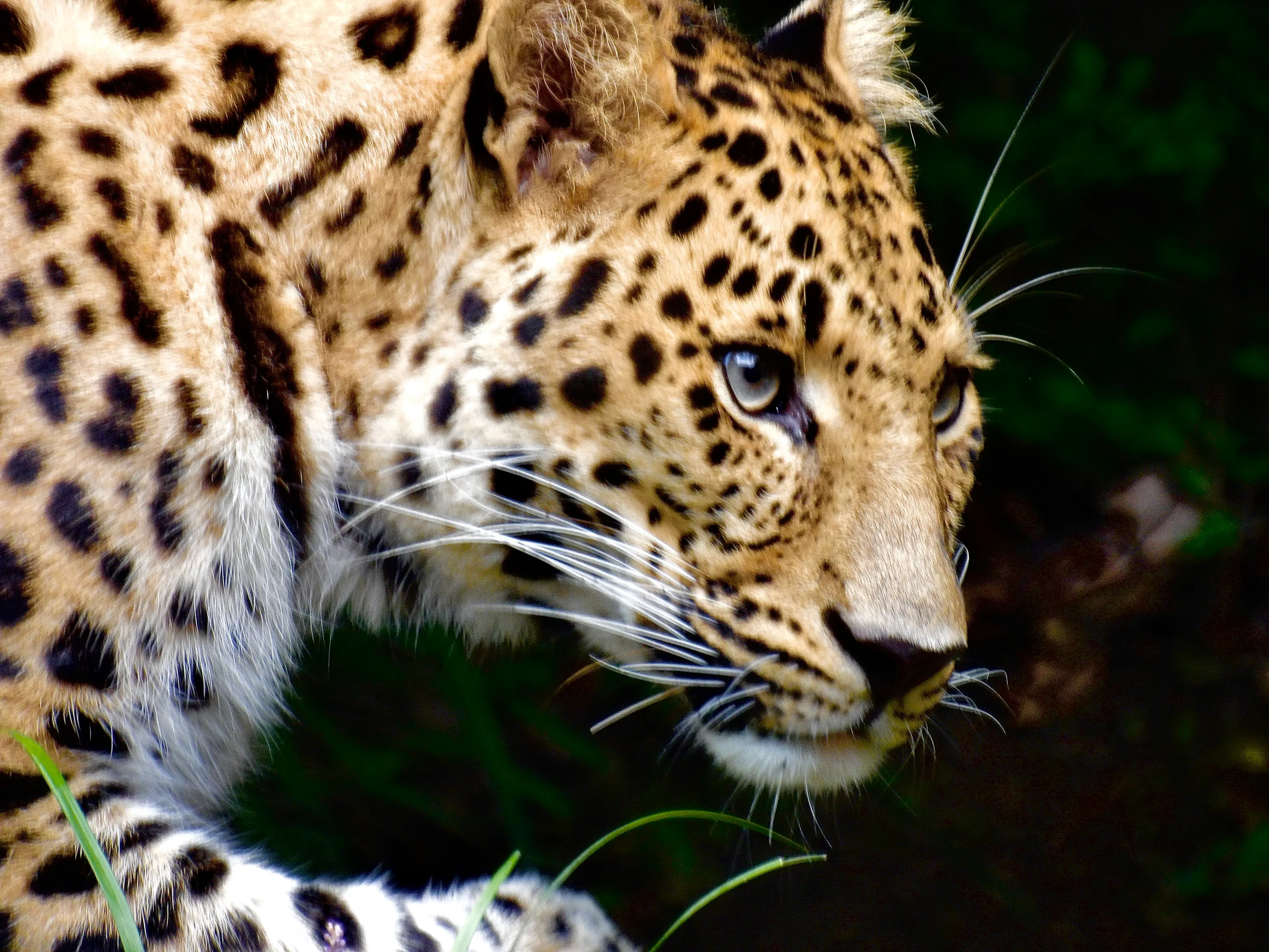 Amur Leopard