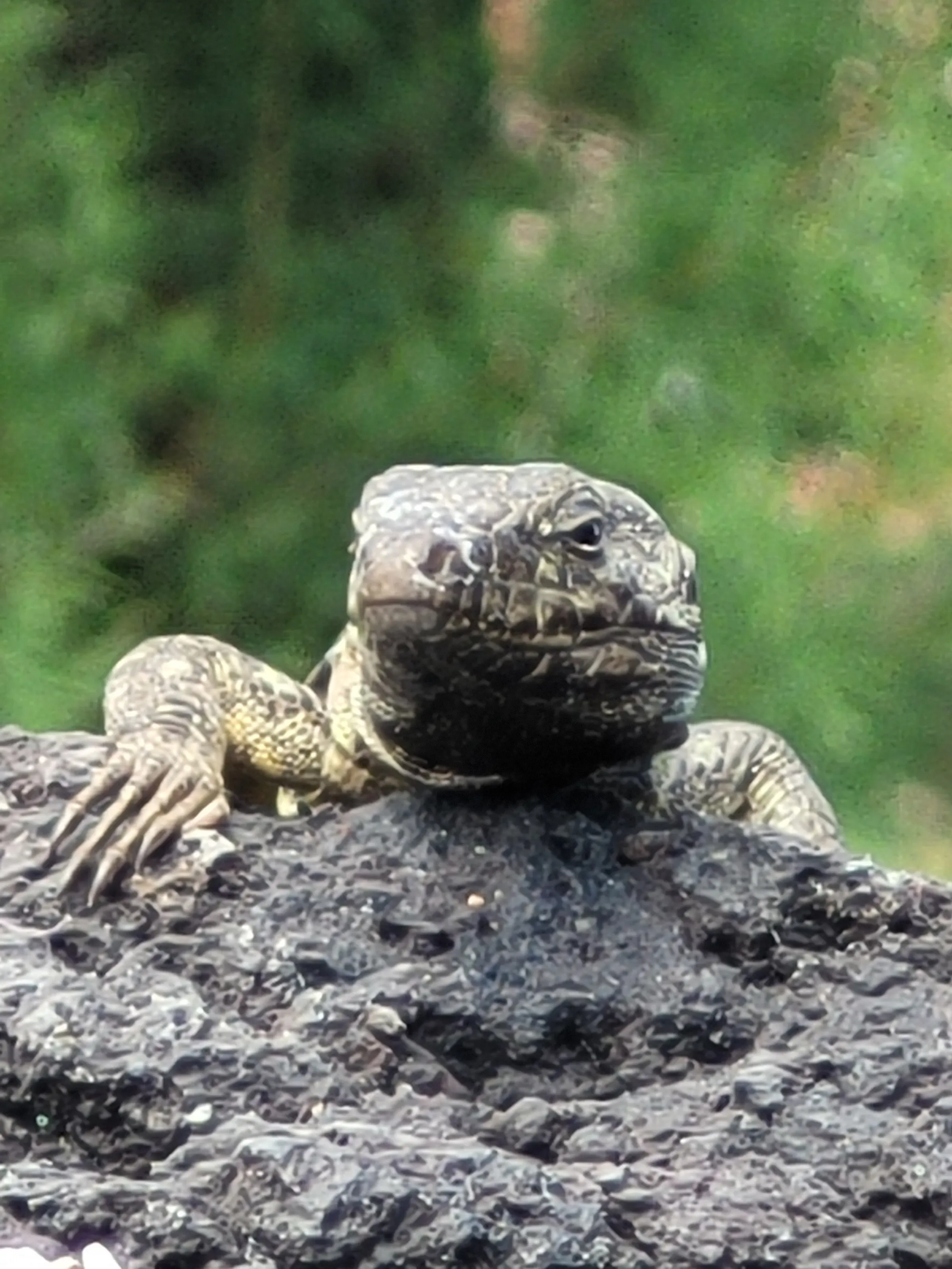 Wildlife of Puerto de la Cruz