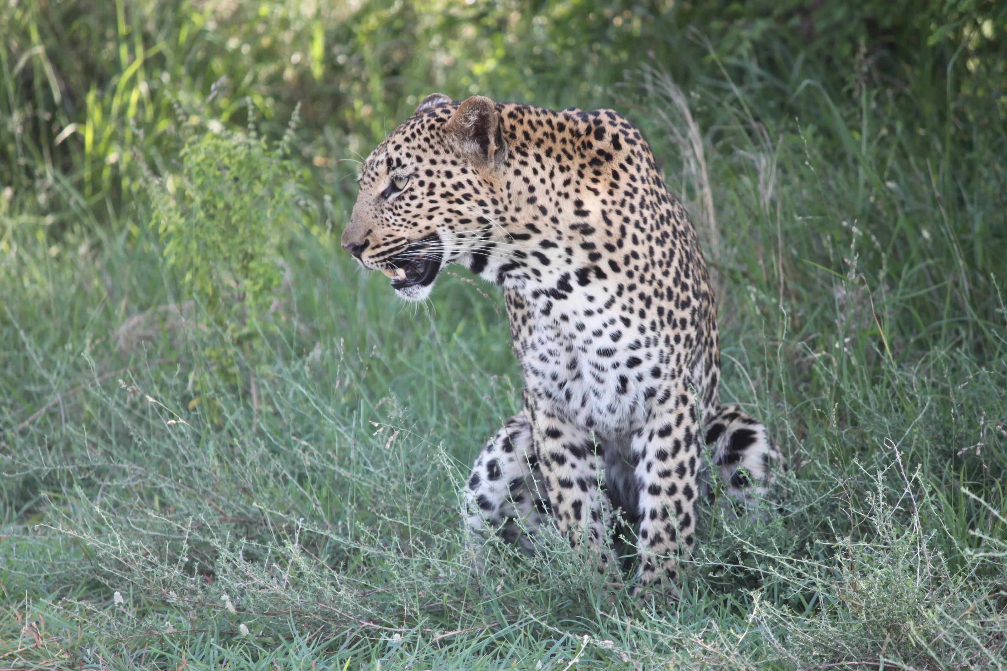 Leopard awaits....