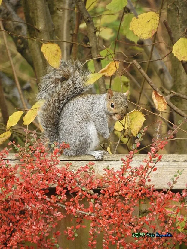 Squirrel amongst autumnal colours on my garden fence