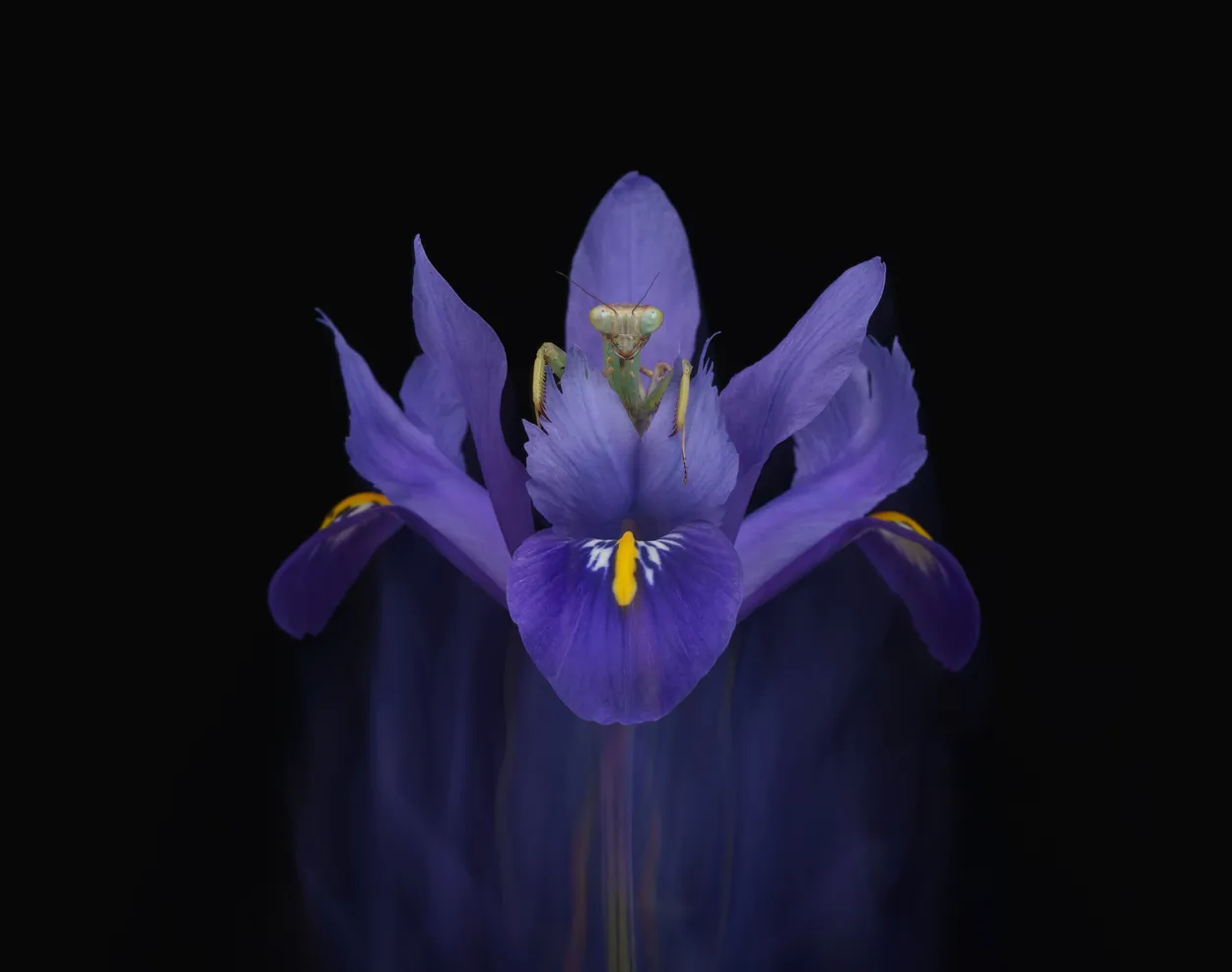 Rainforest mantis on Dwarf Iris ICM