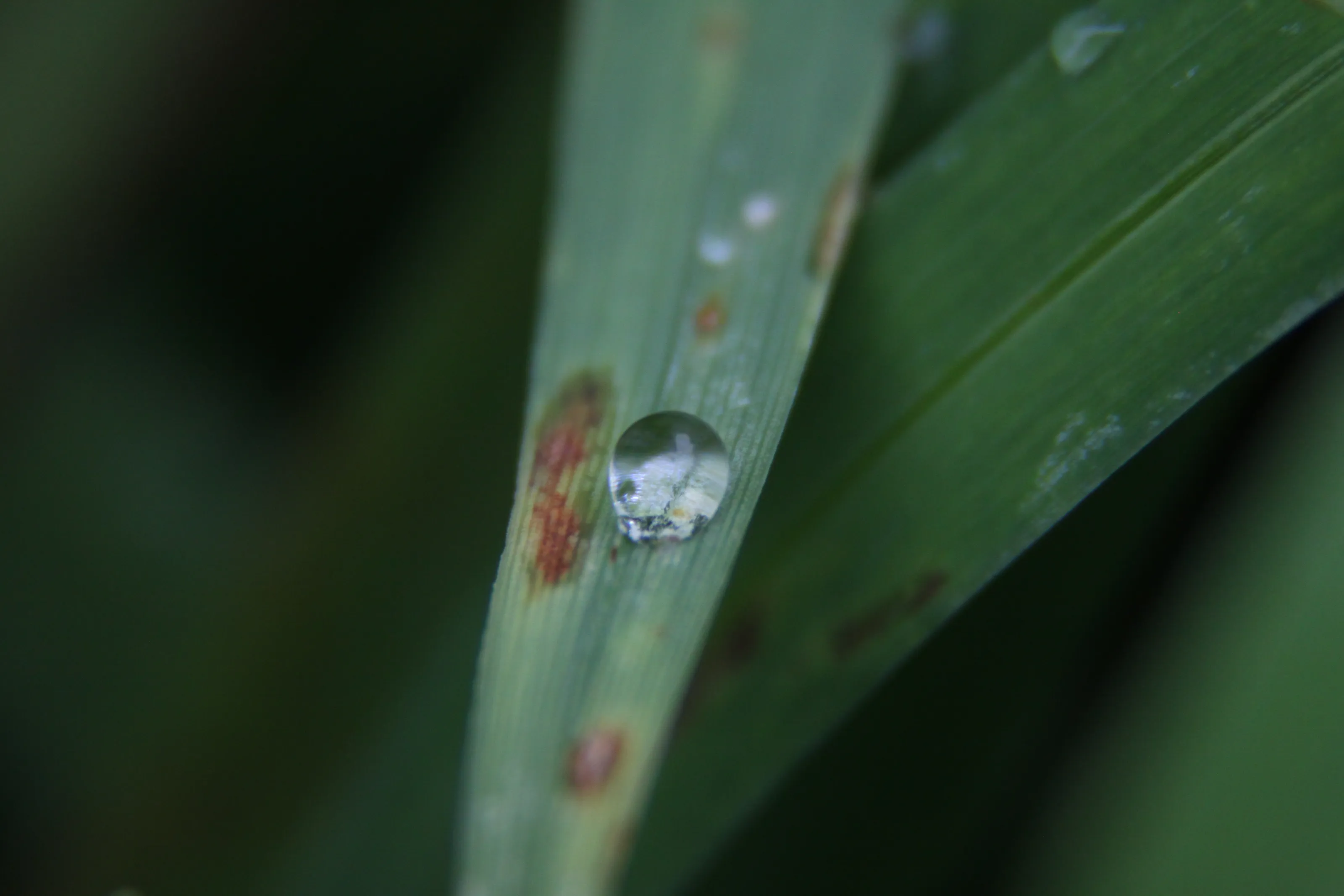 Droplet
