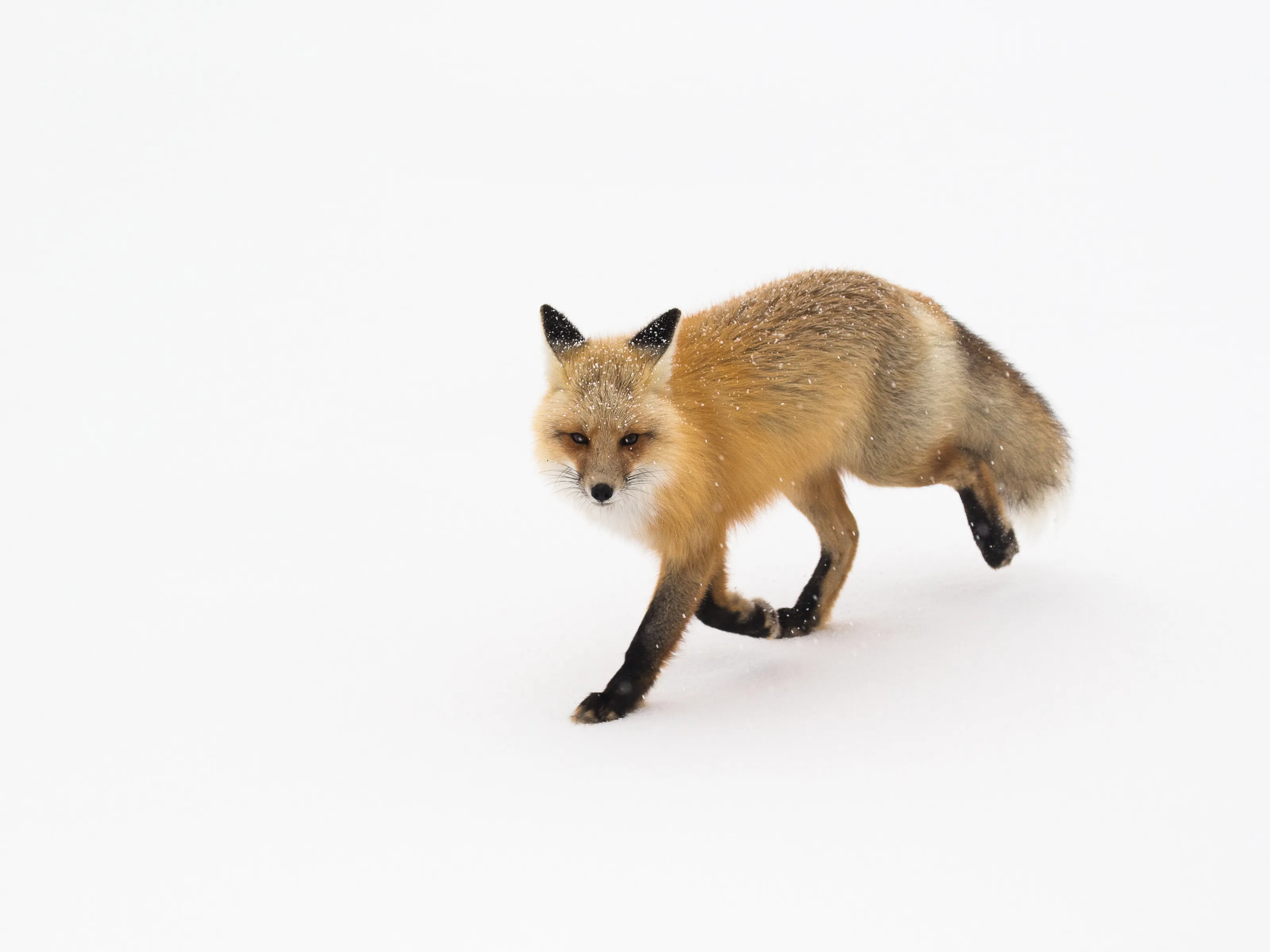 Red fox in snow