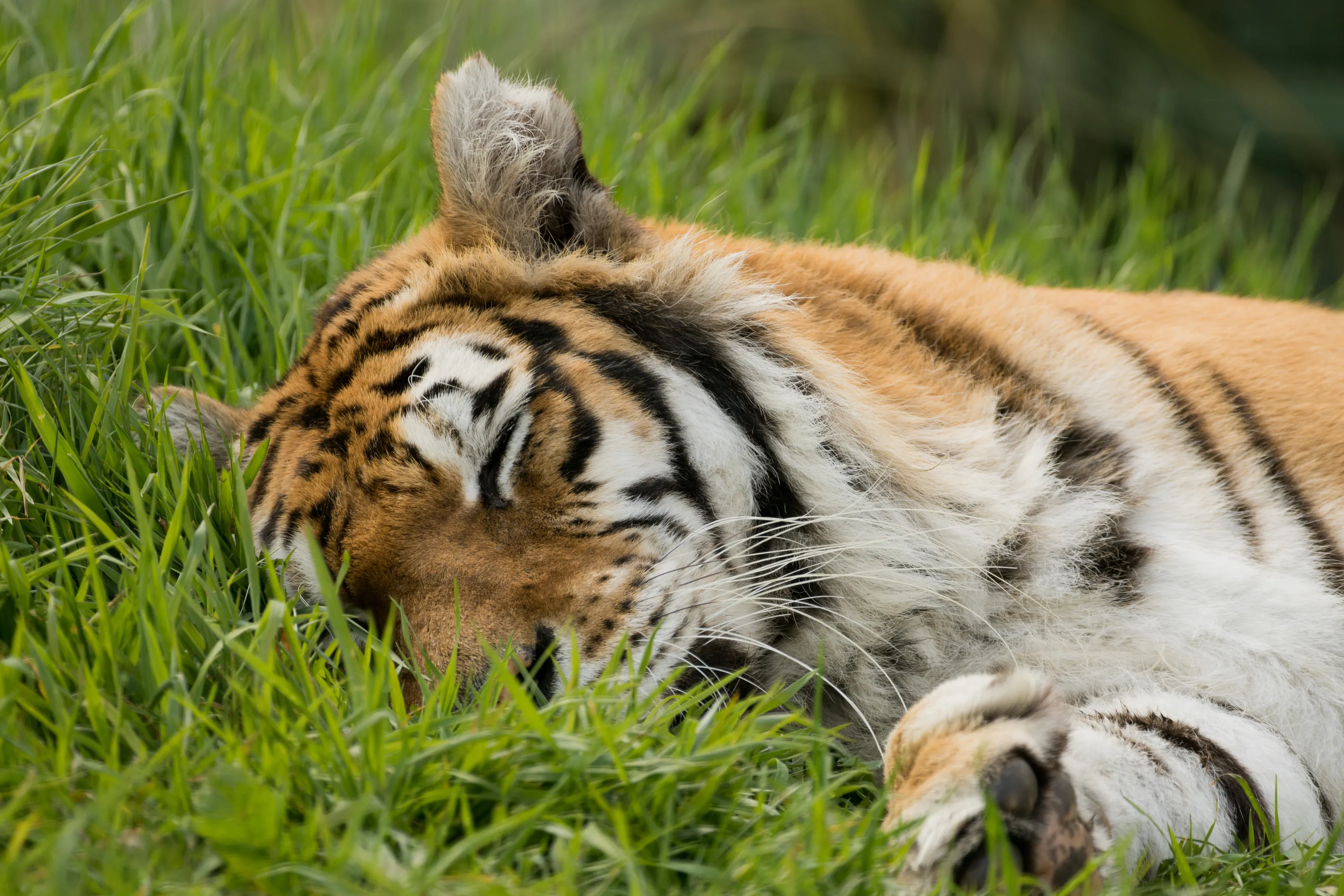 Deep Sleep