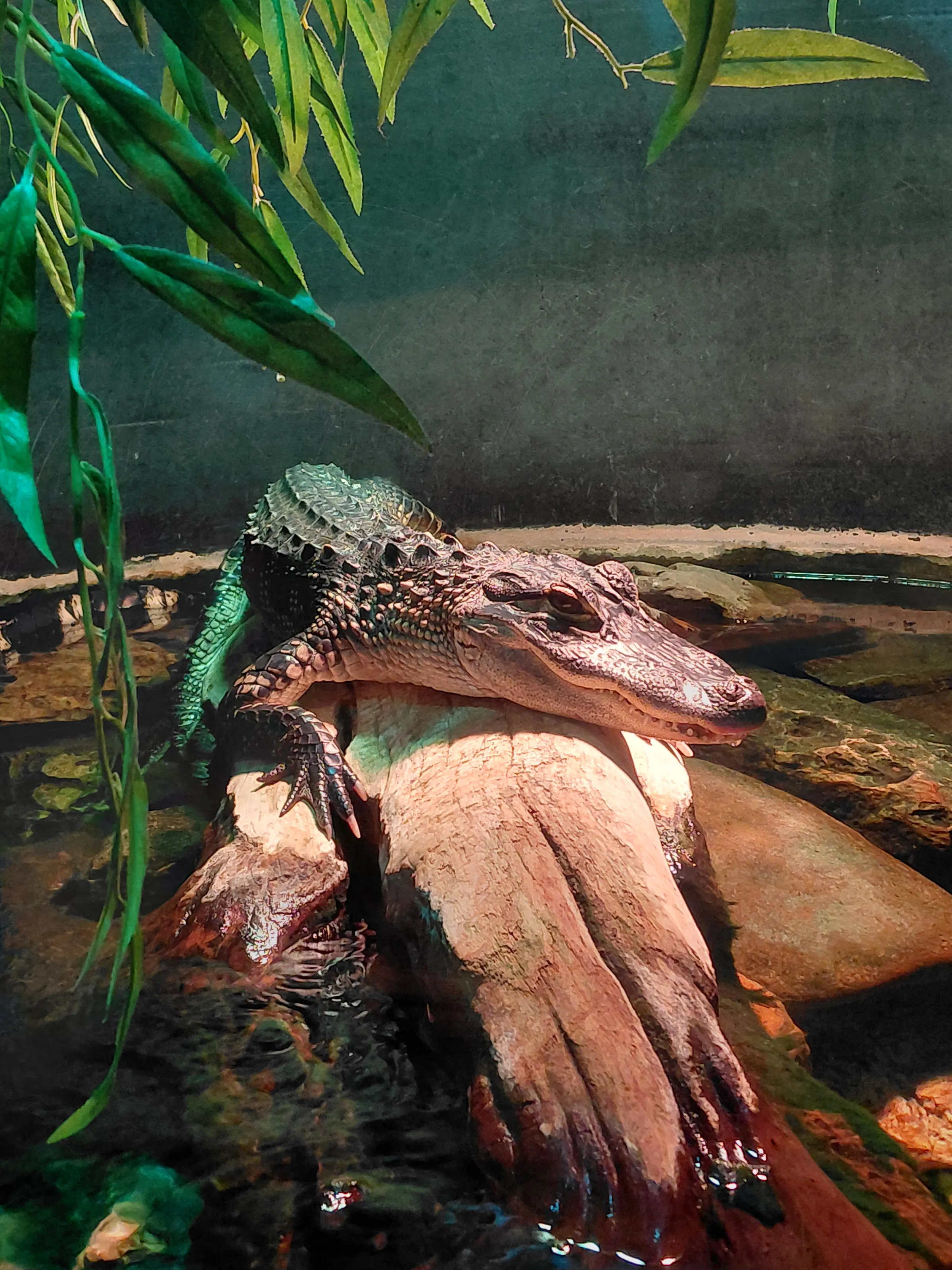 Alligator