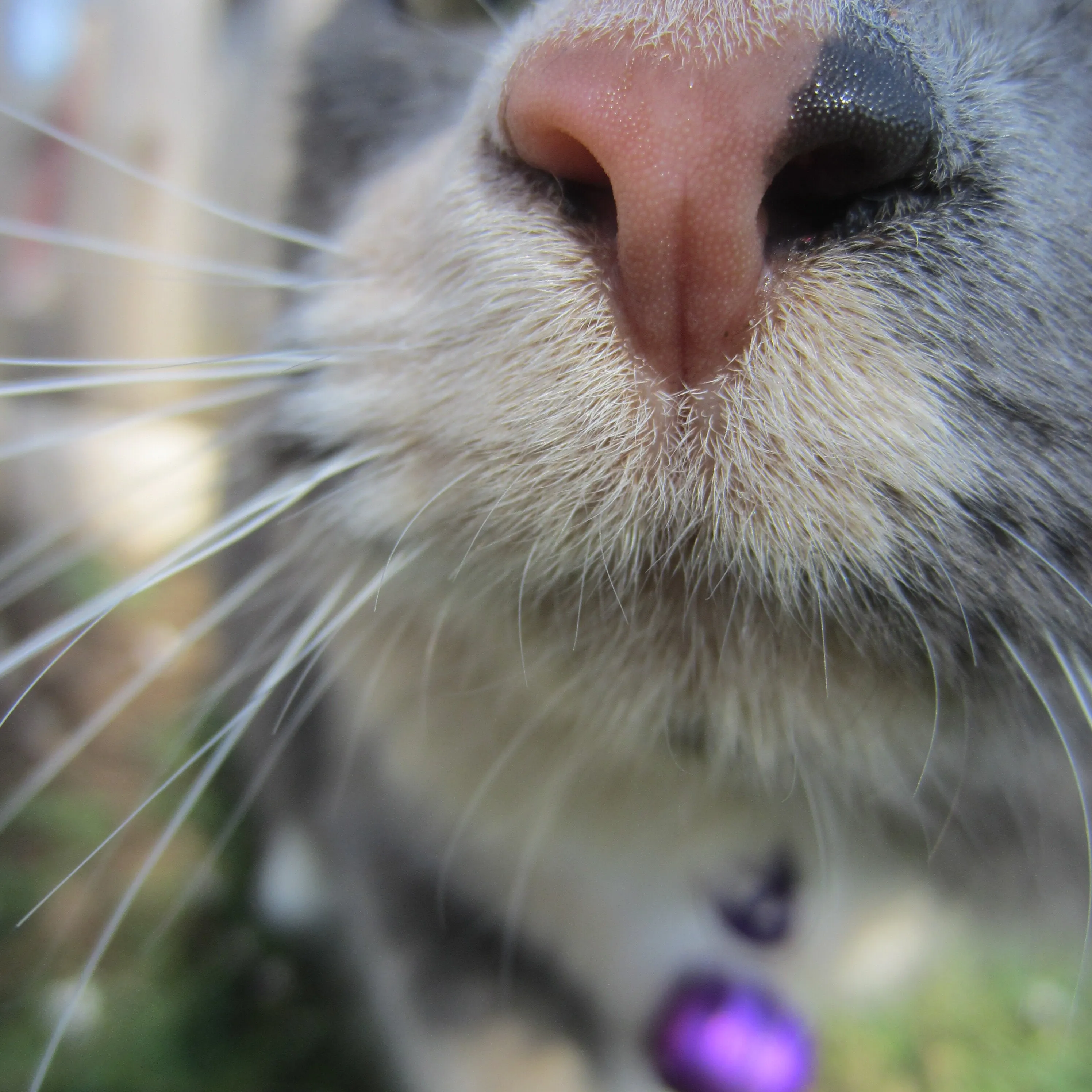 Whiskers on Kittens