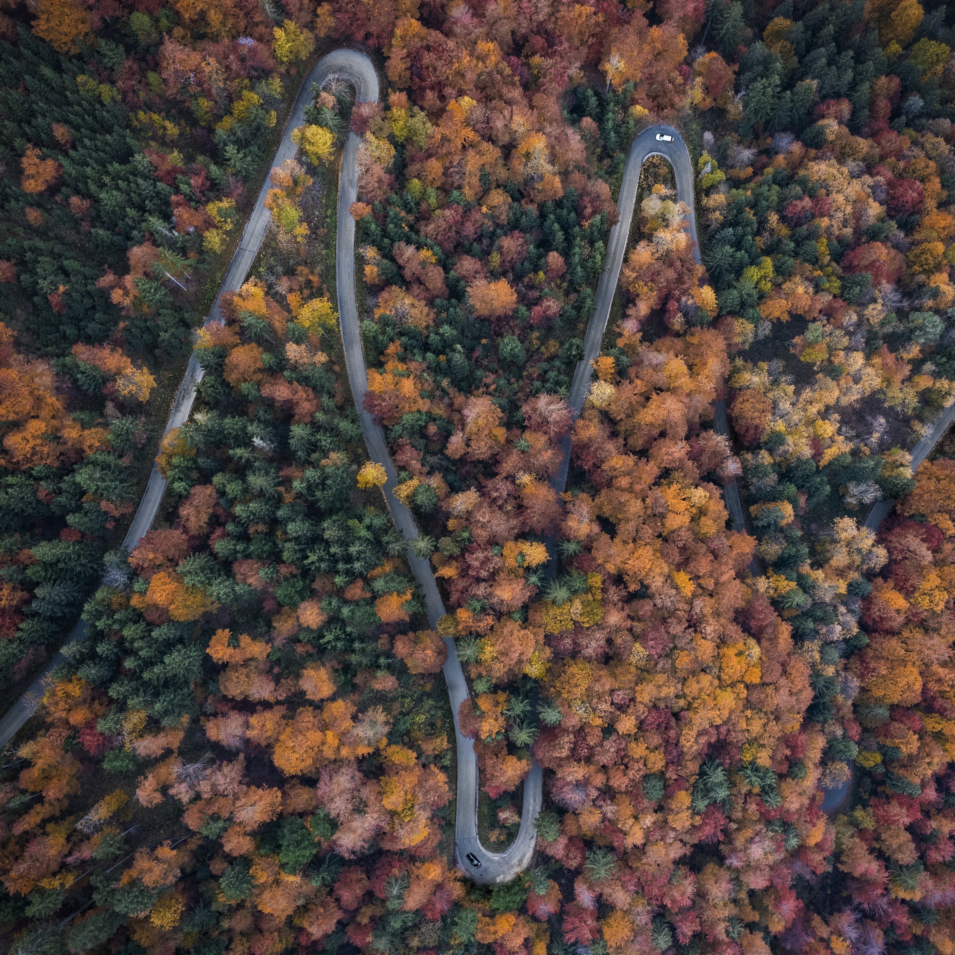 Top down Slovenian Forrest