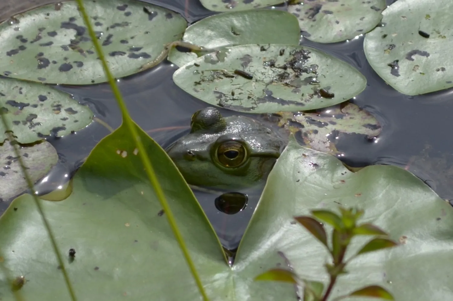 Frog