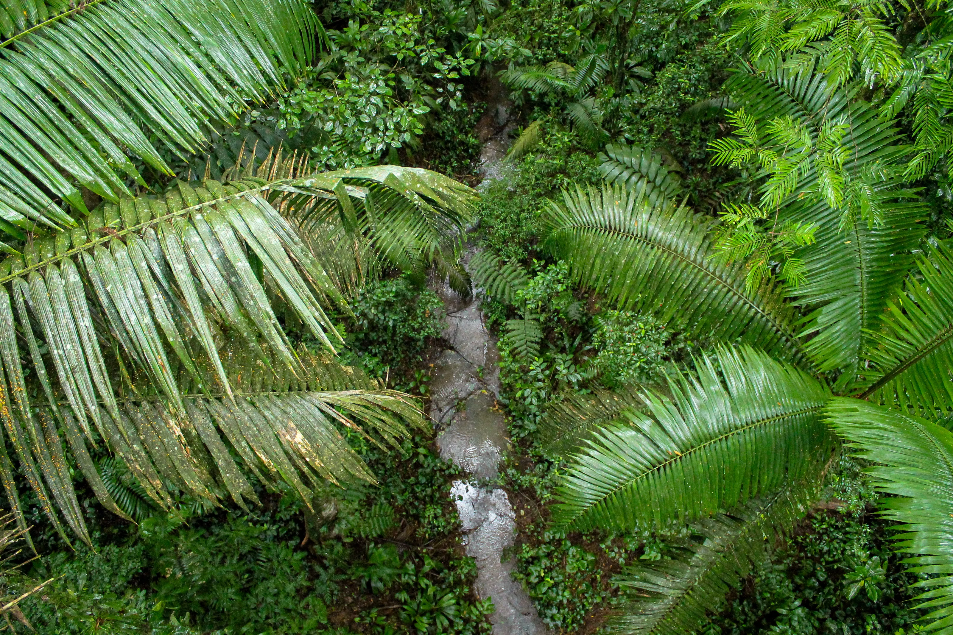 I Spy The Sarapiqui River