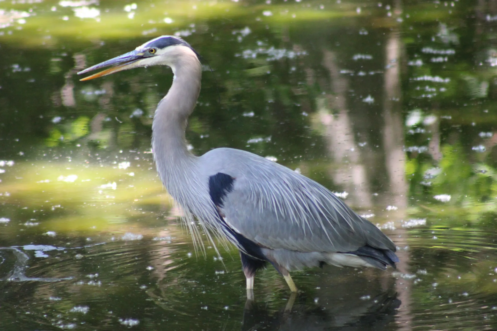 Great Blue Heron