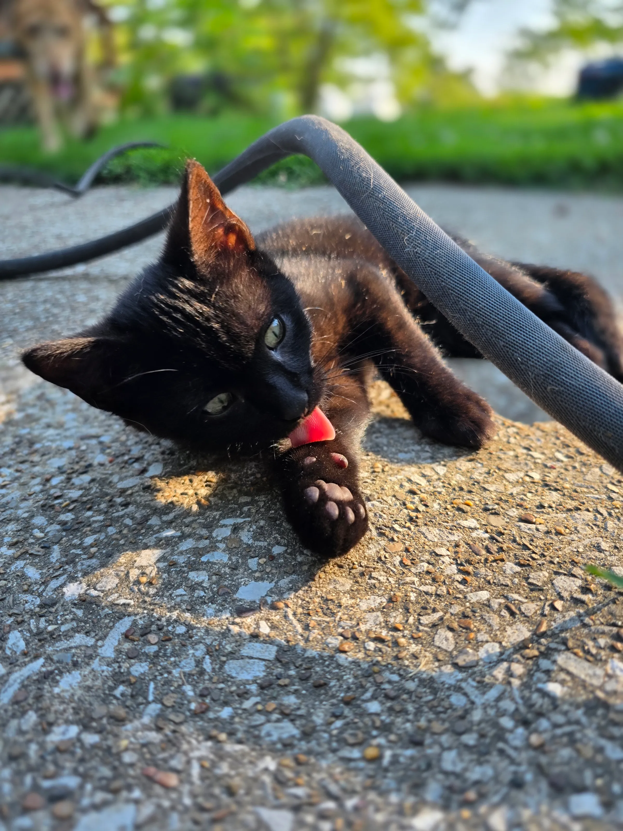 Evening grooming