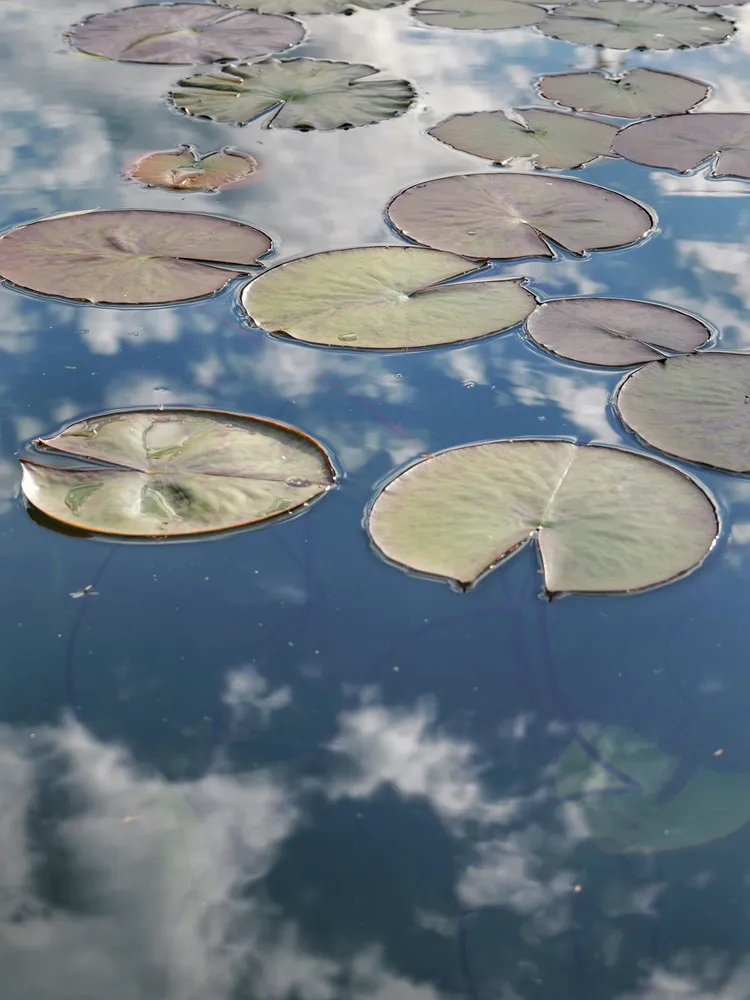 Swimming on clouds