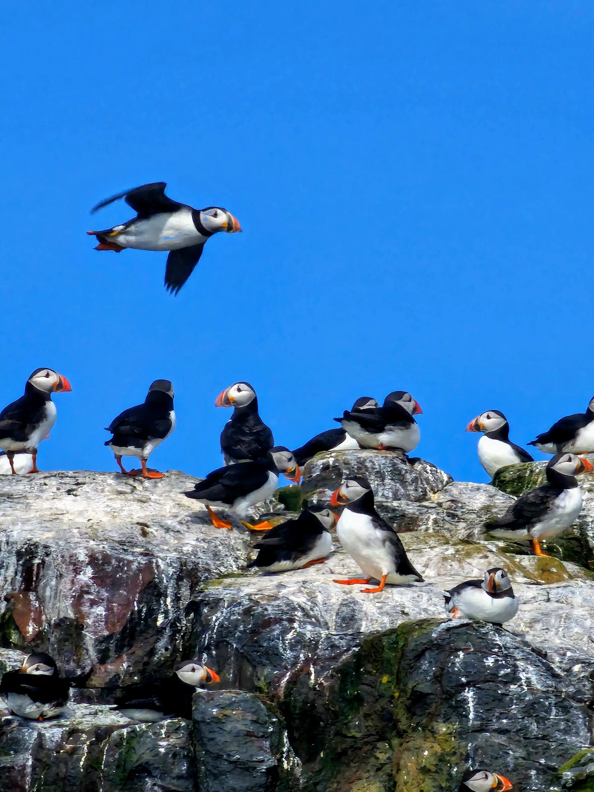 Puffins