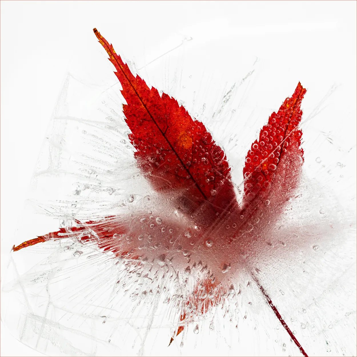 Acer Leaf in ice
