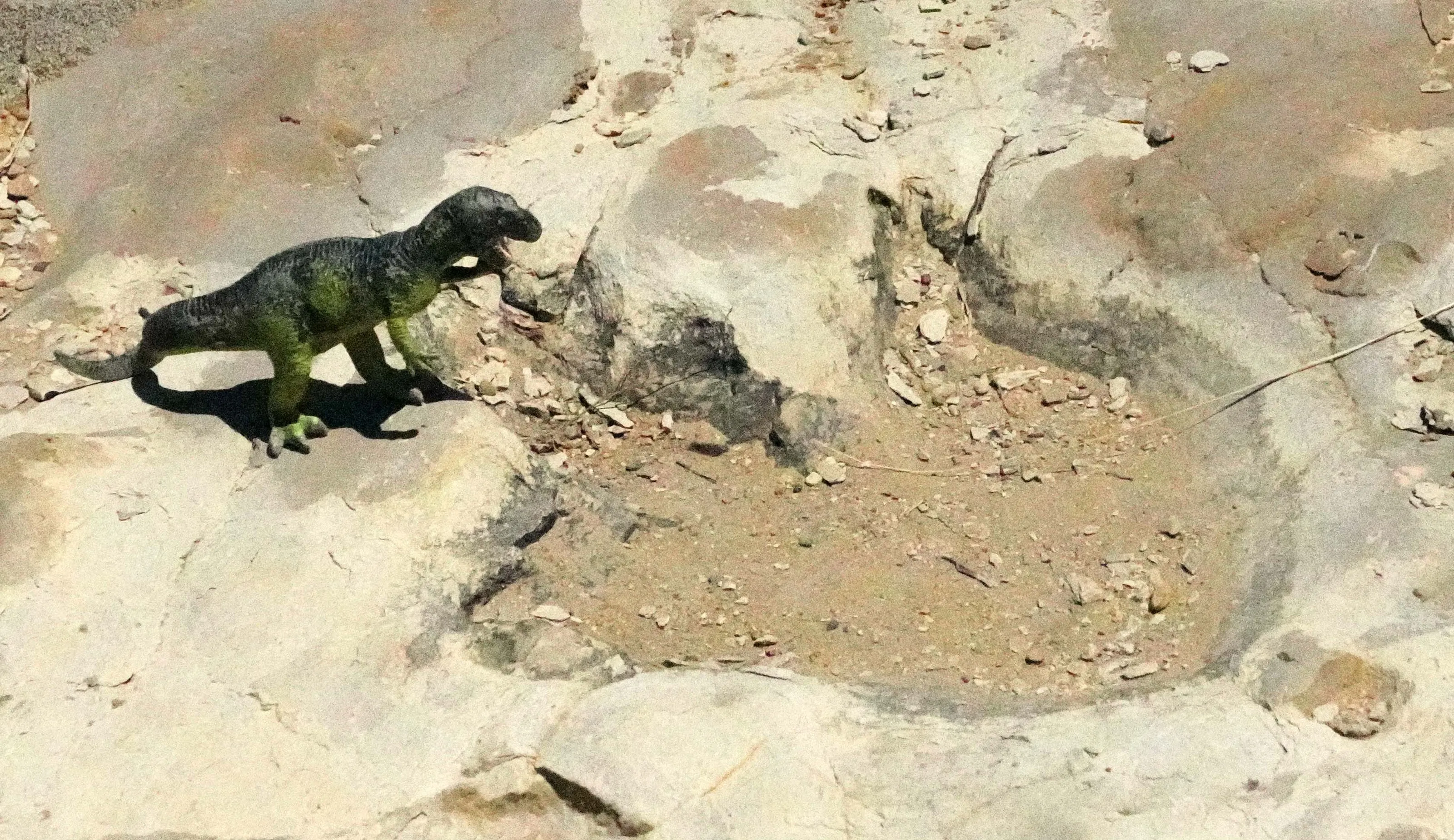 Animal Tracks and Footprints (not human)