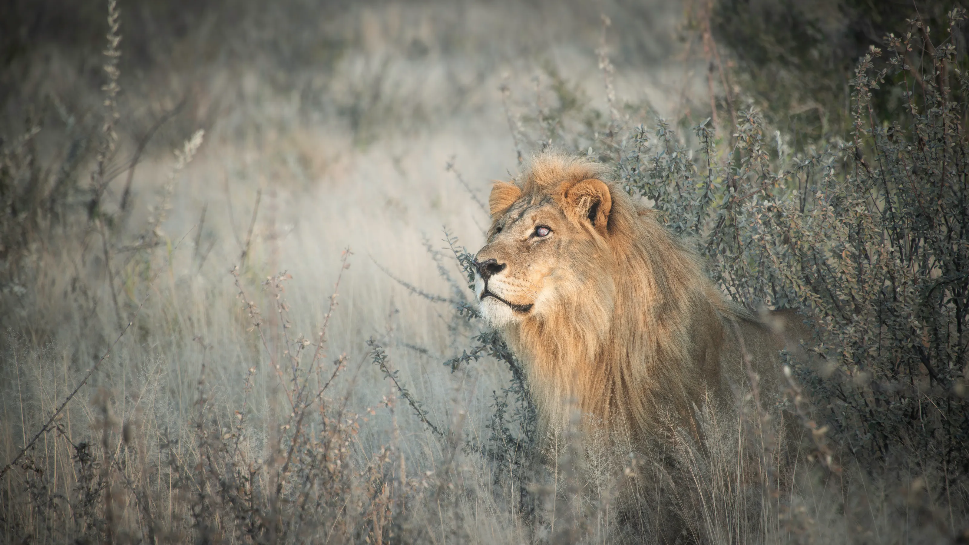 Lion With A Blind Eye