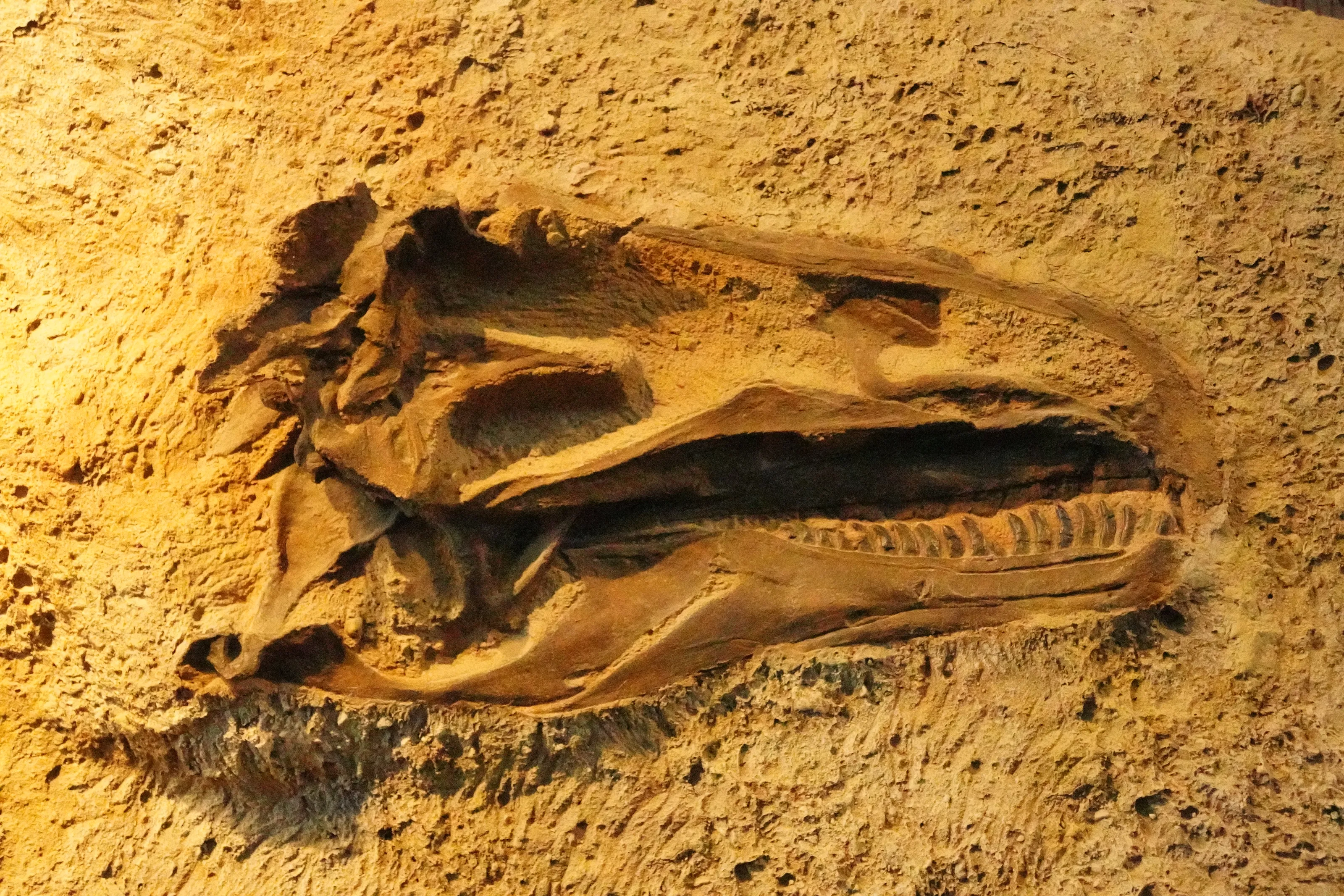 Fossils