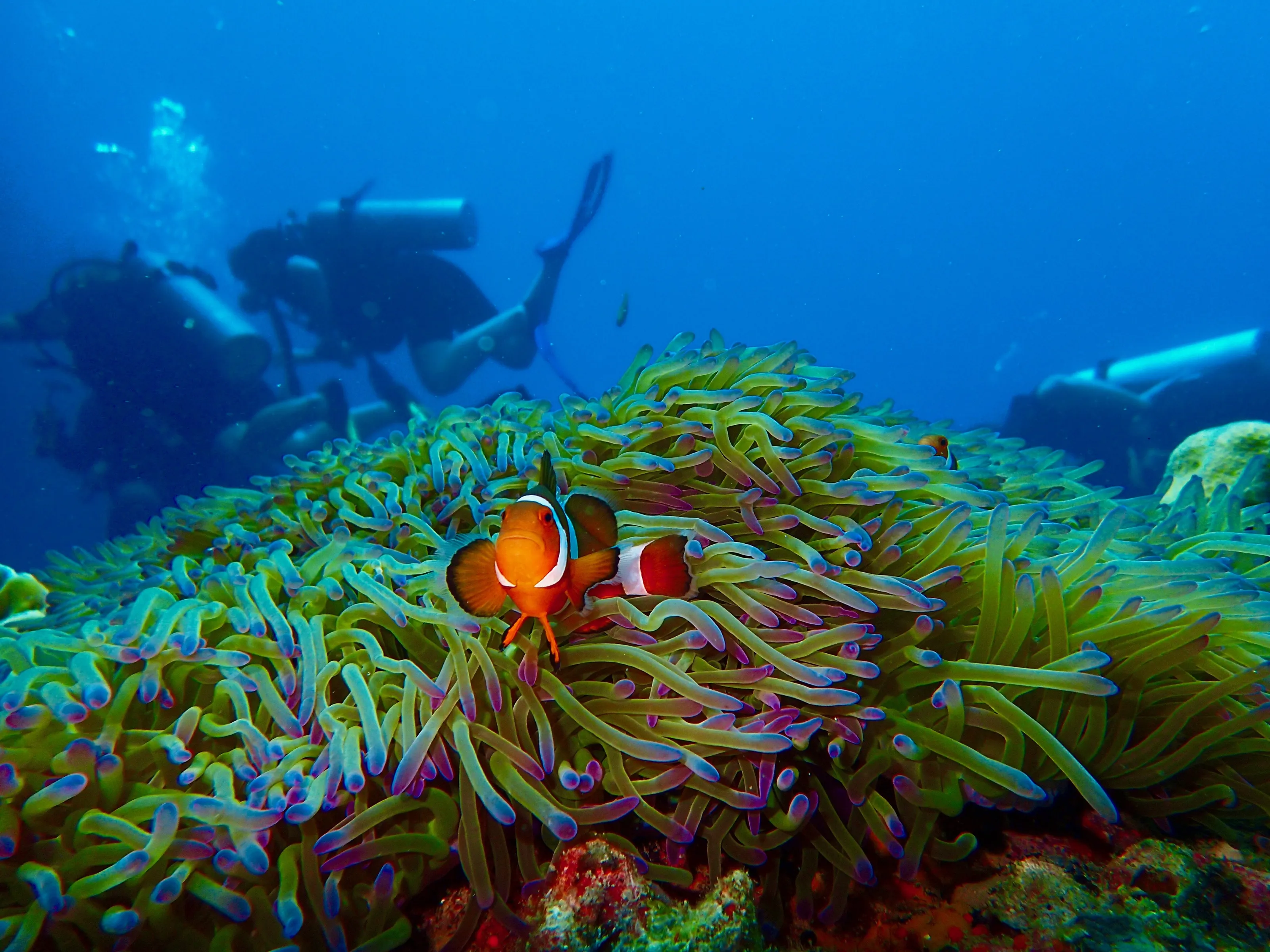 Nemo's friend