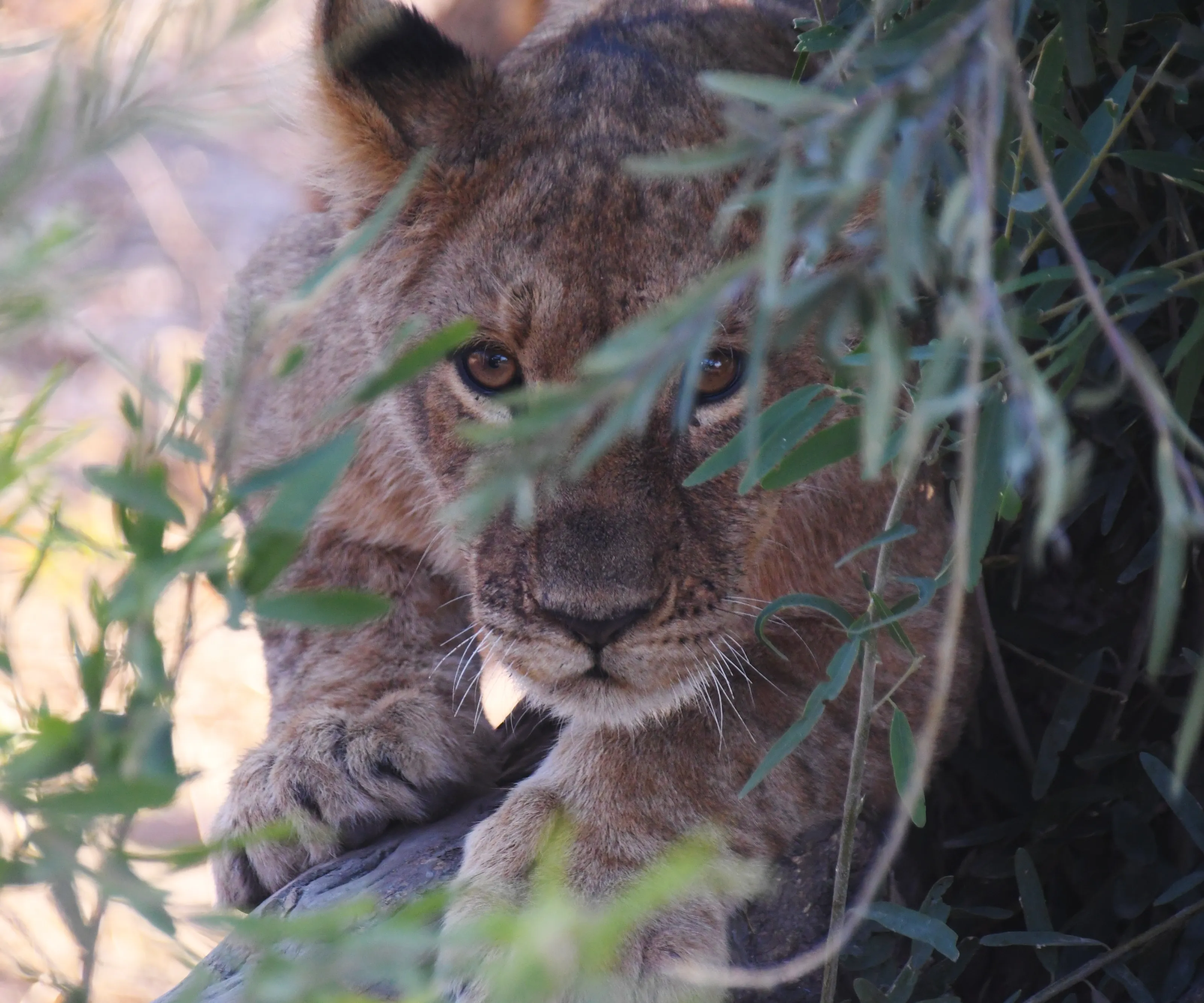 Child of the Bush