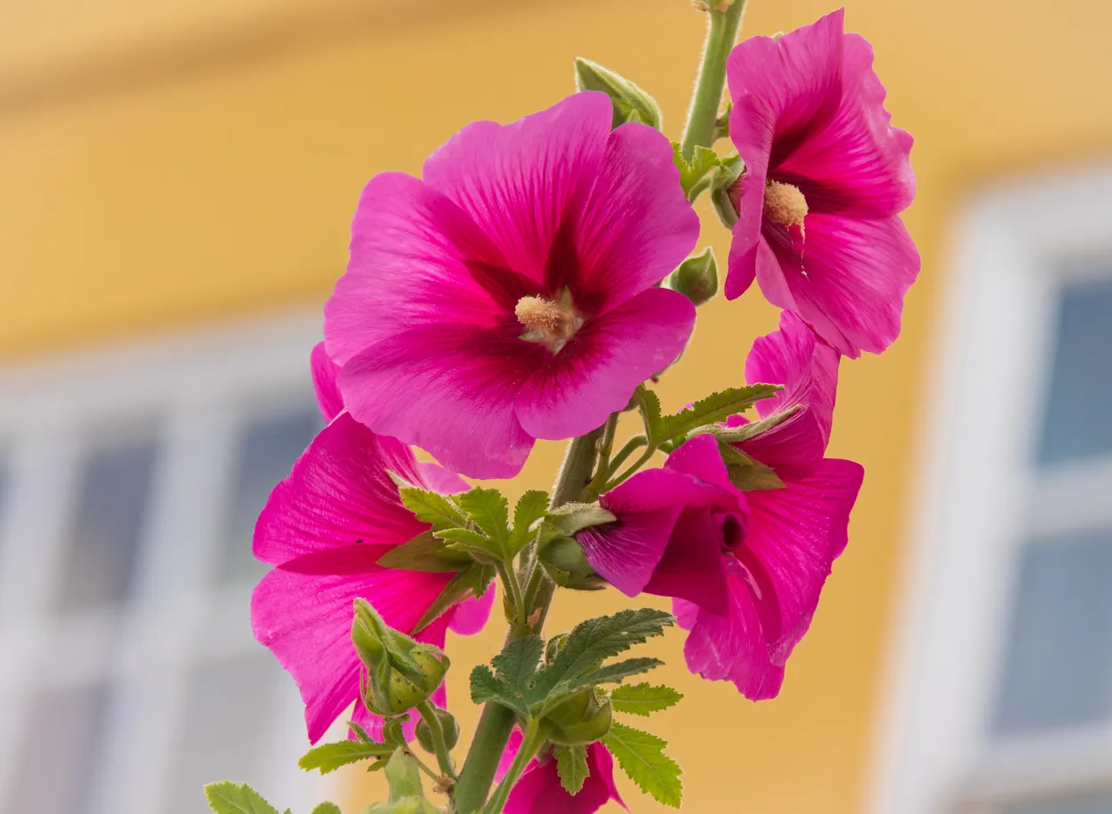 Entry 24746271