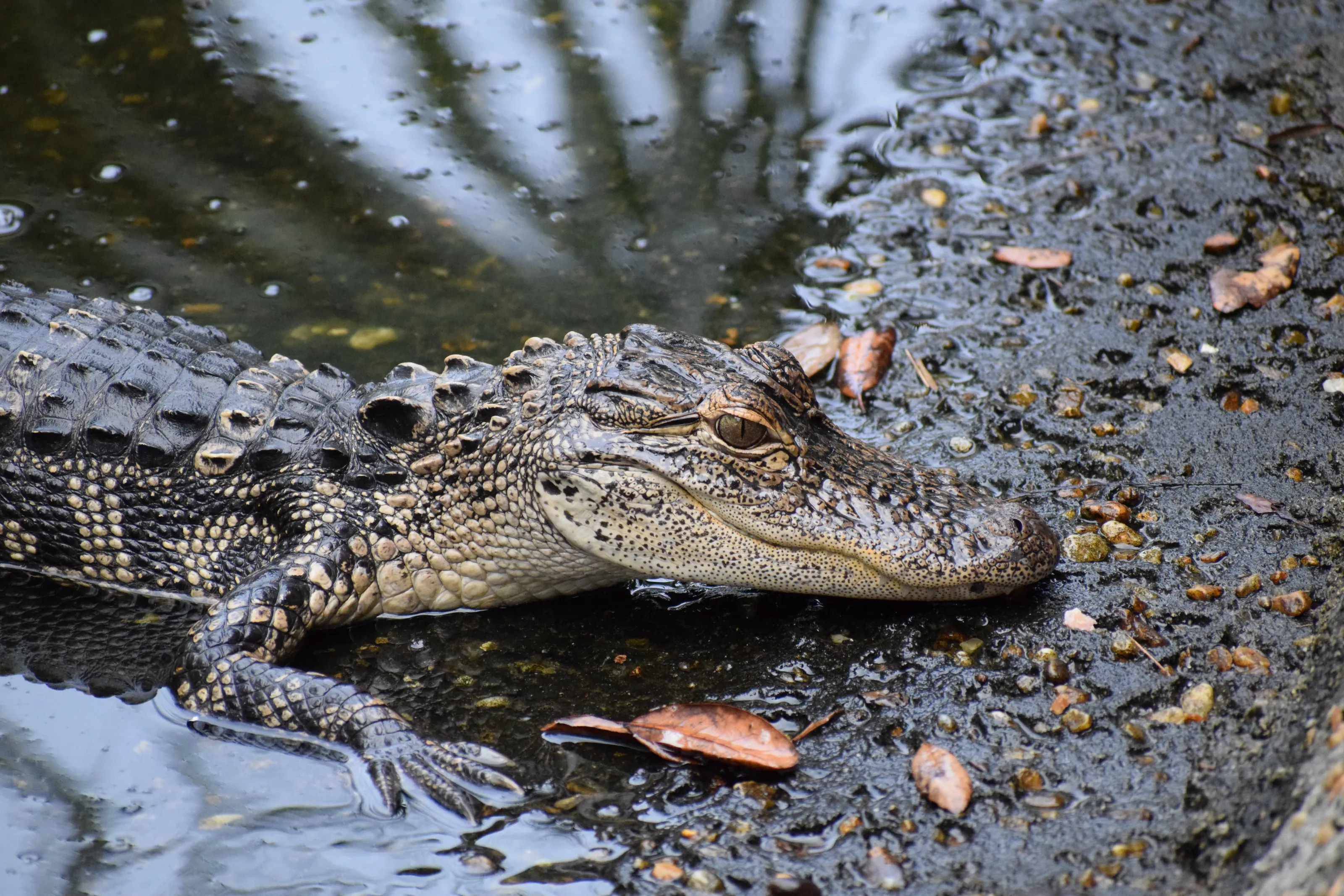 See you later Alligator