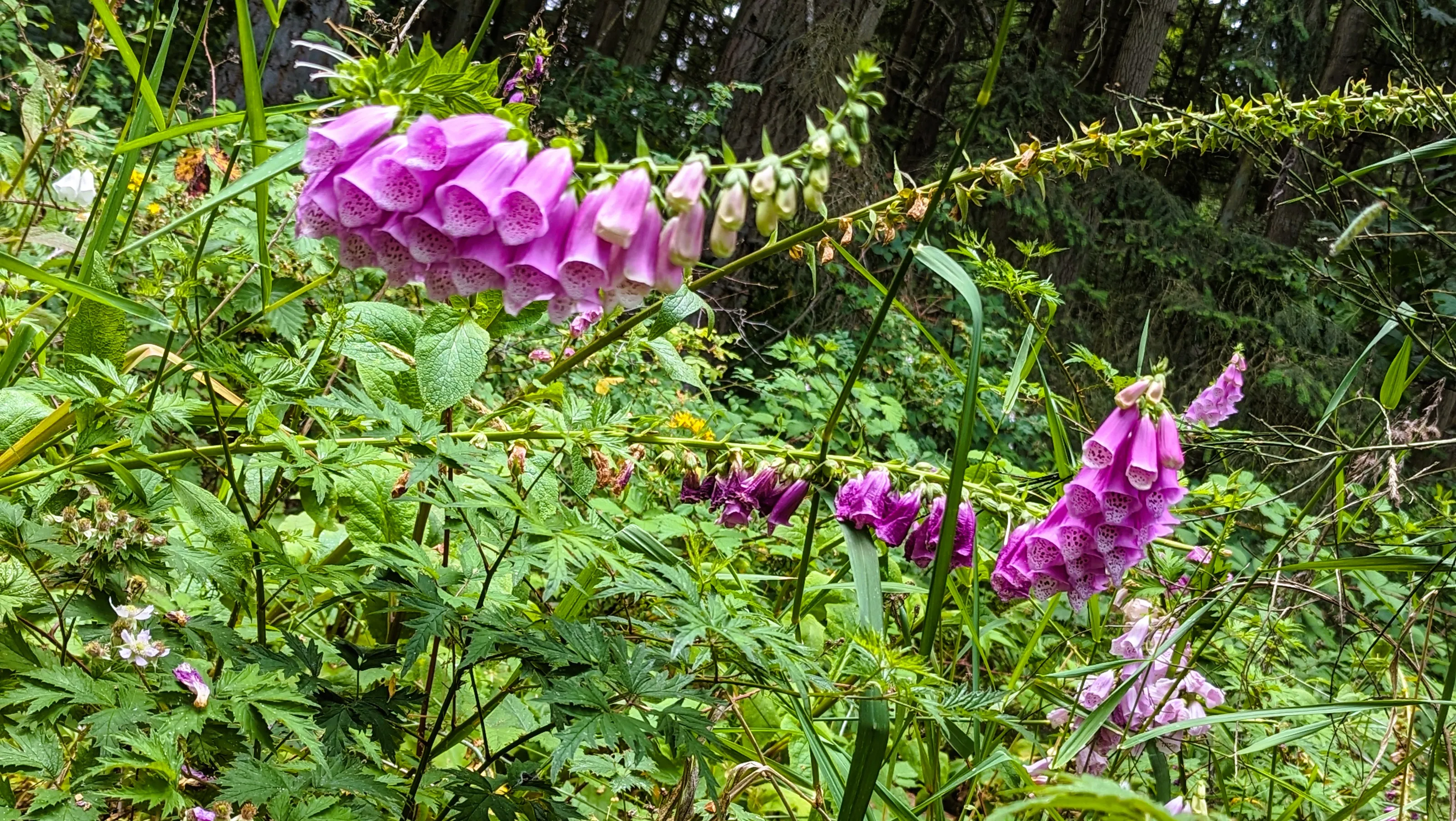 Foxglove Flowers (in colour)