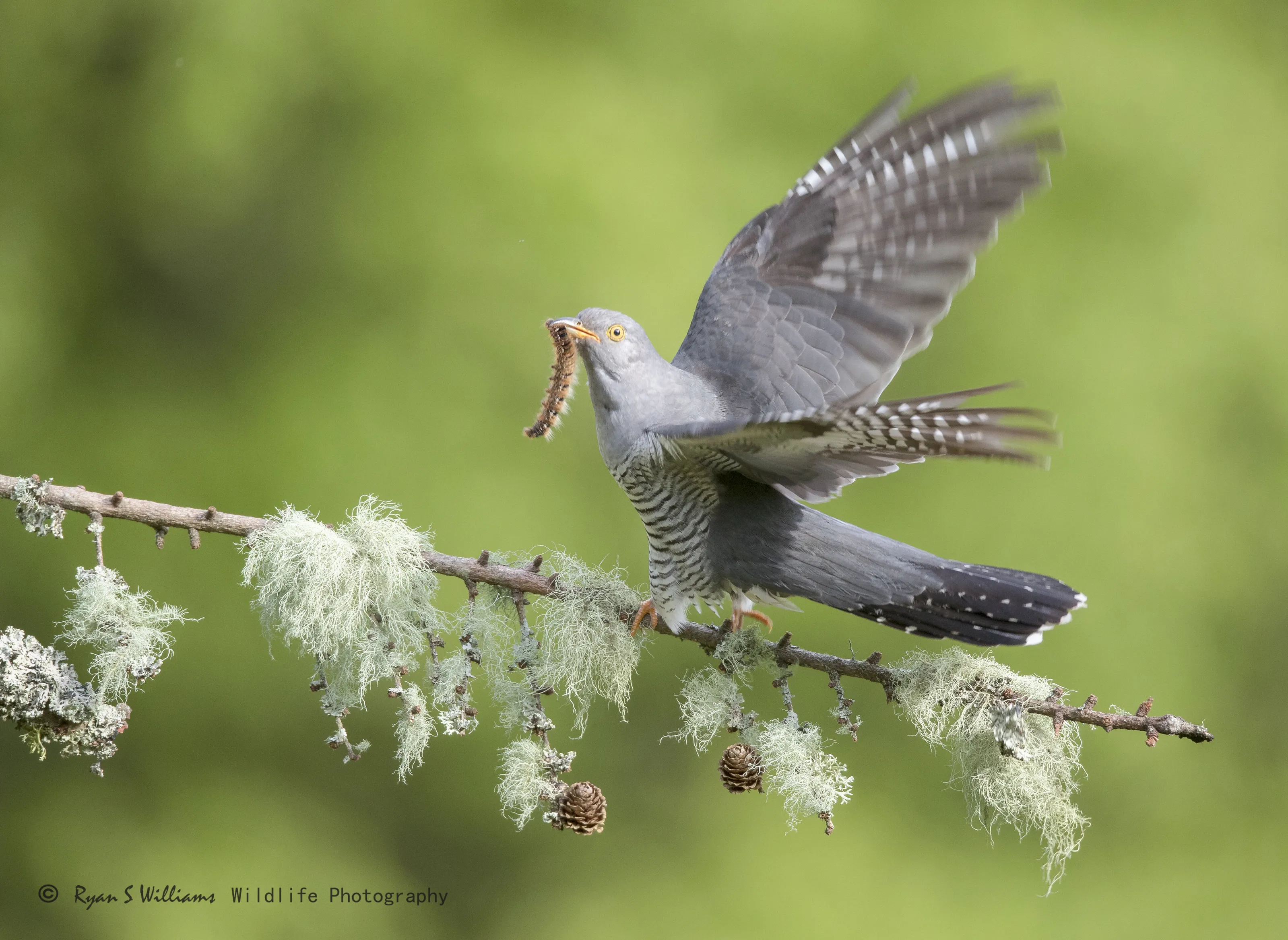 Male cuckoo