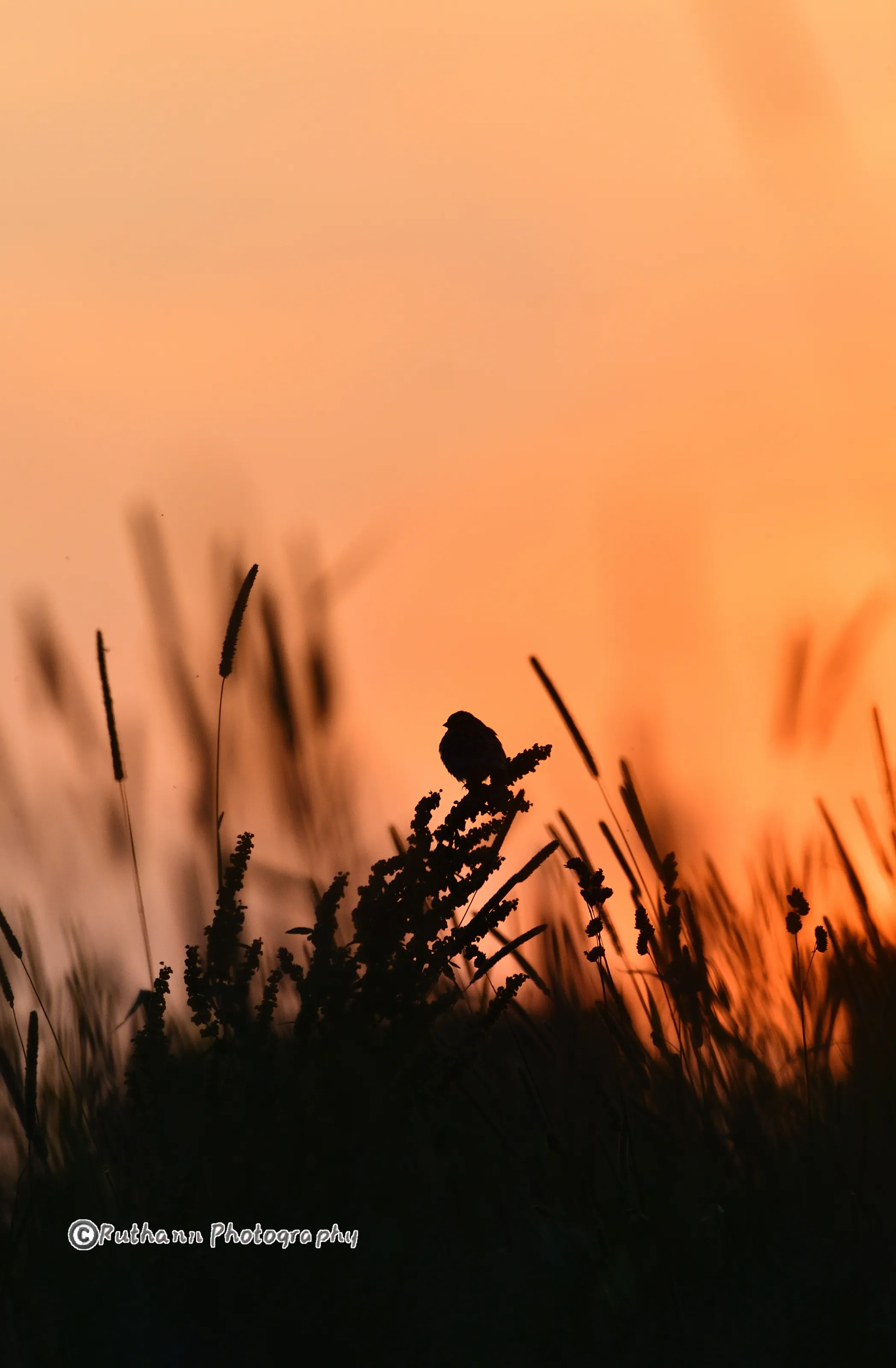 Silhouette sparrow