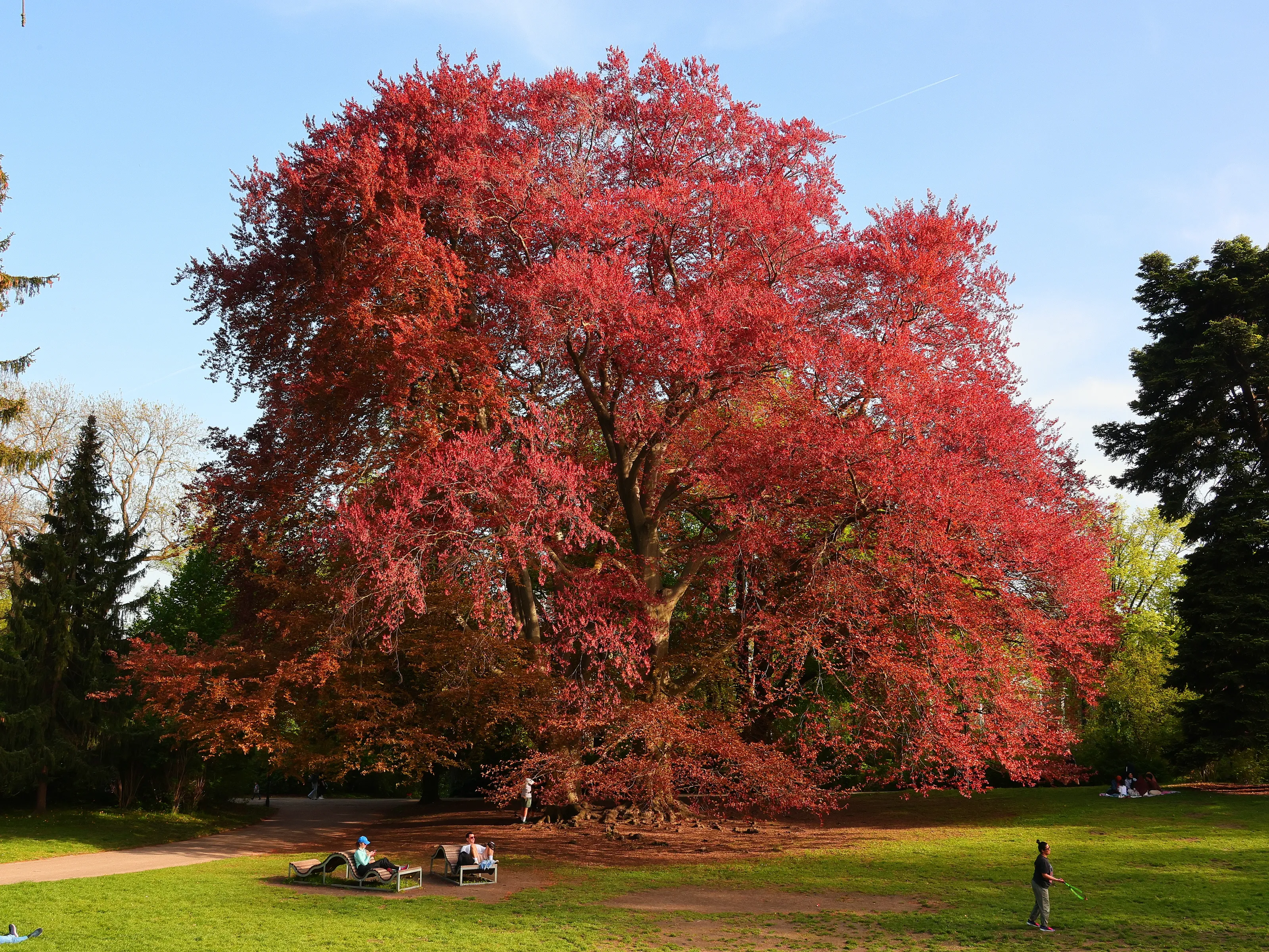 Welcoming Red