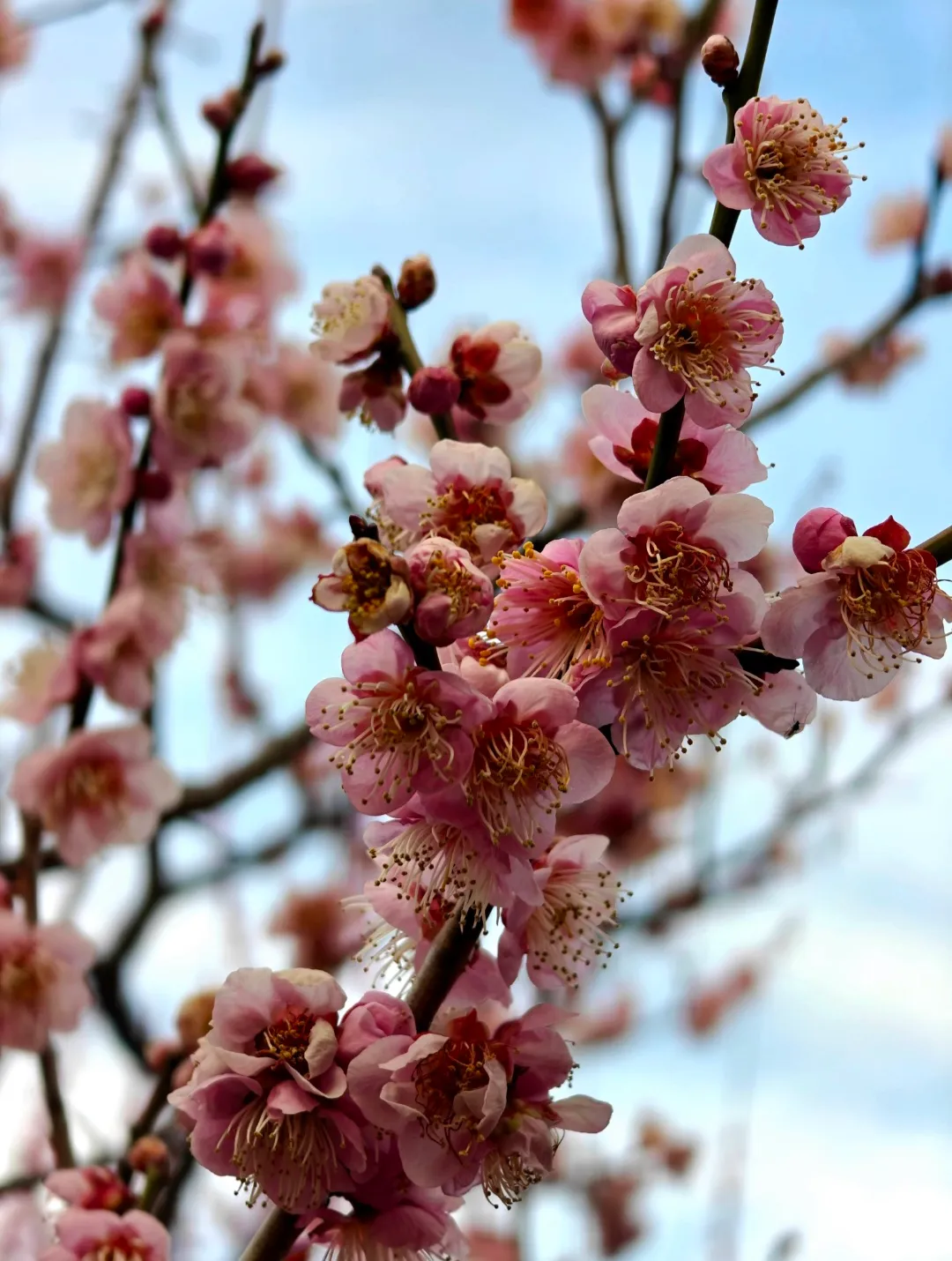 Japanese Cherry Blossom