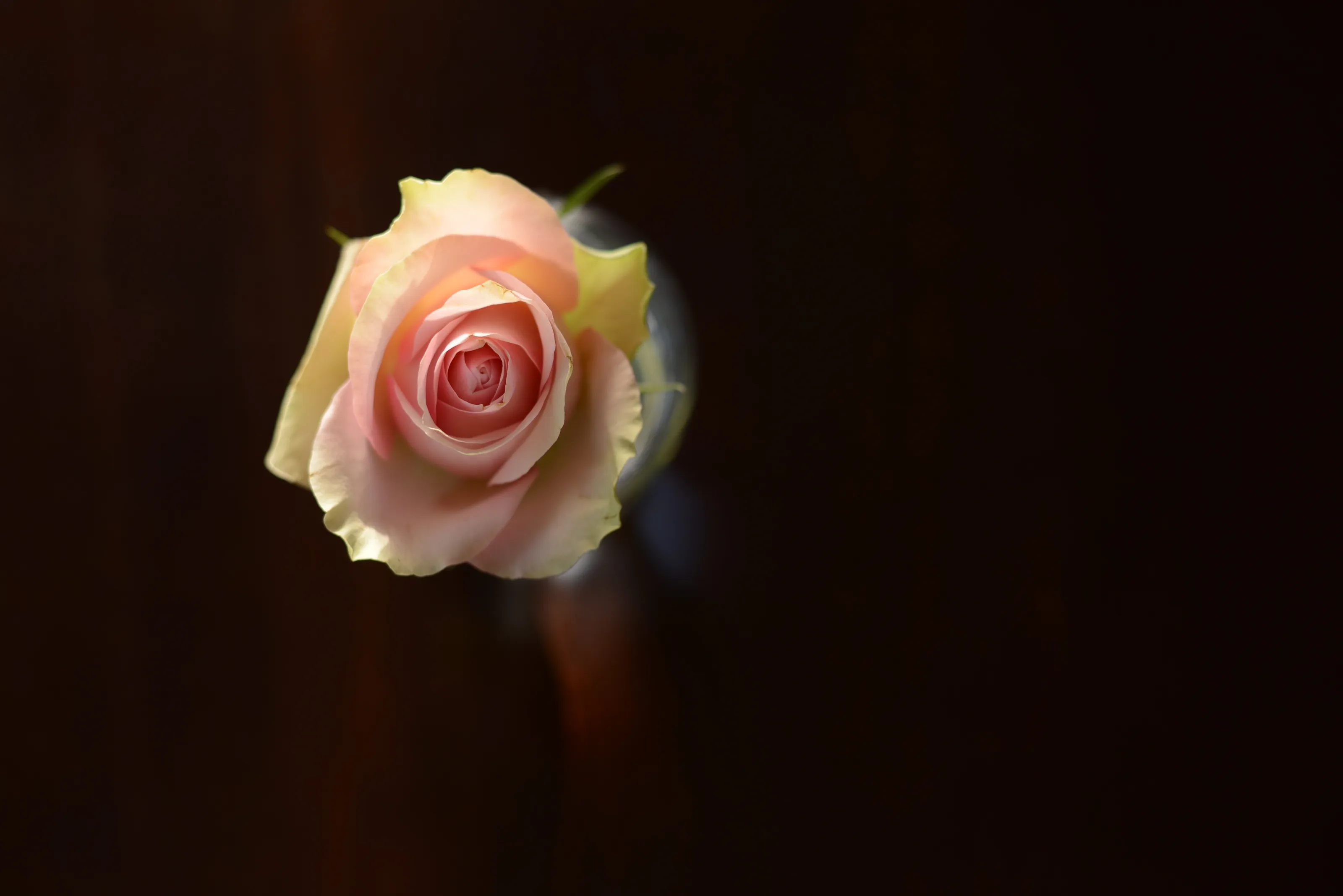 Last rose