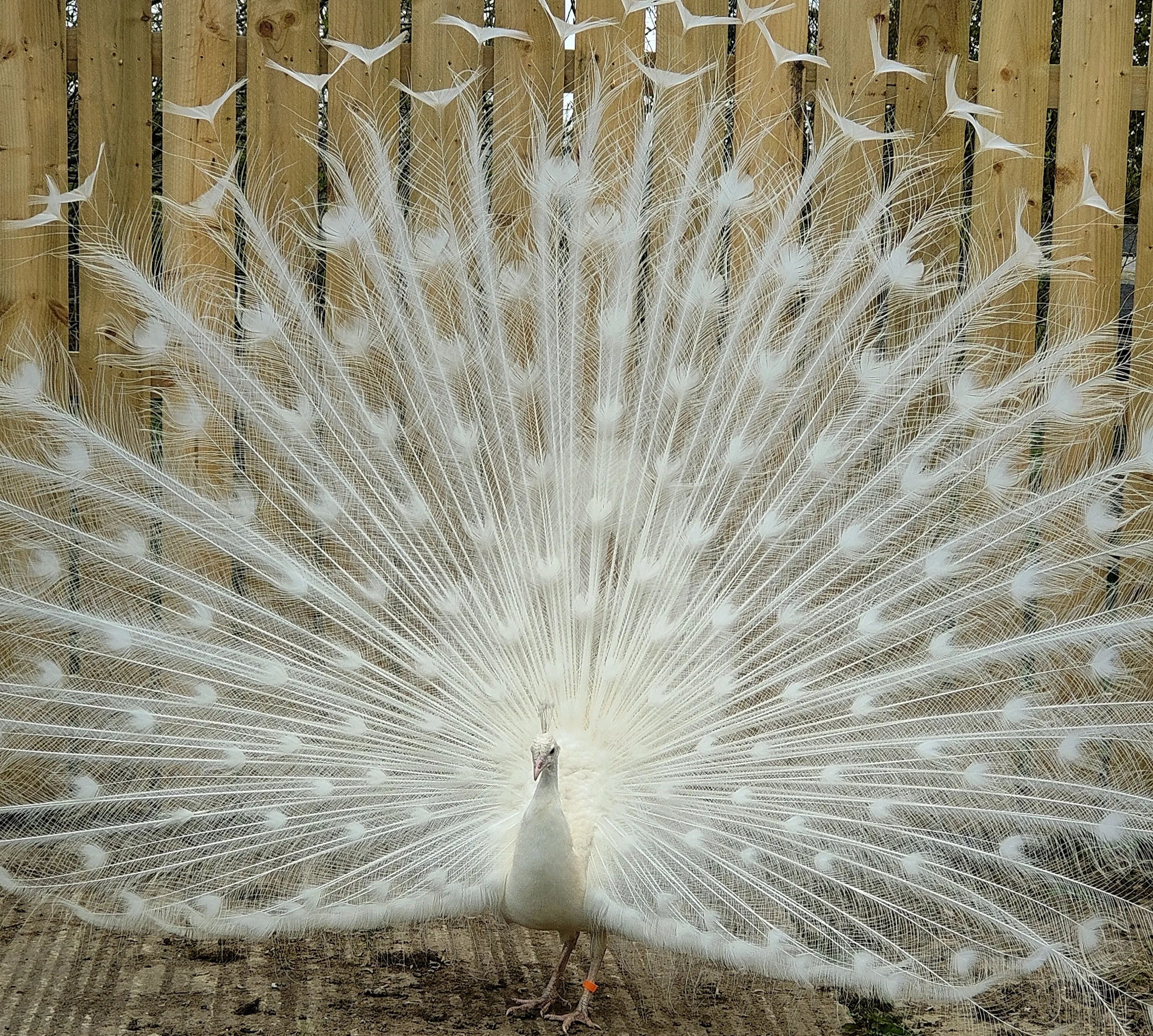 Beautiful White Peacock