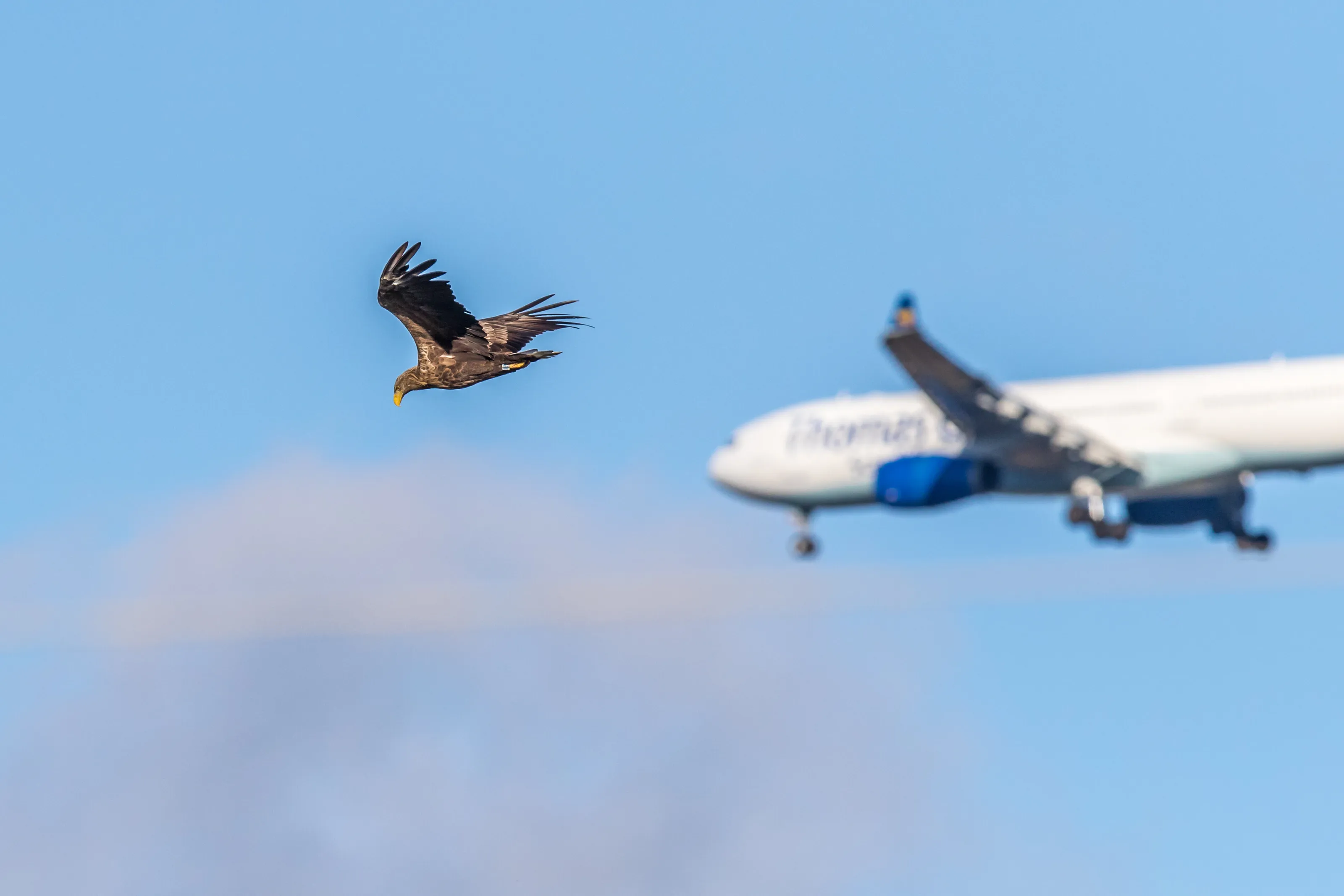 Big Birds in Flight