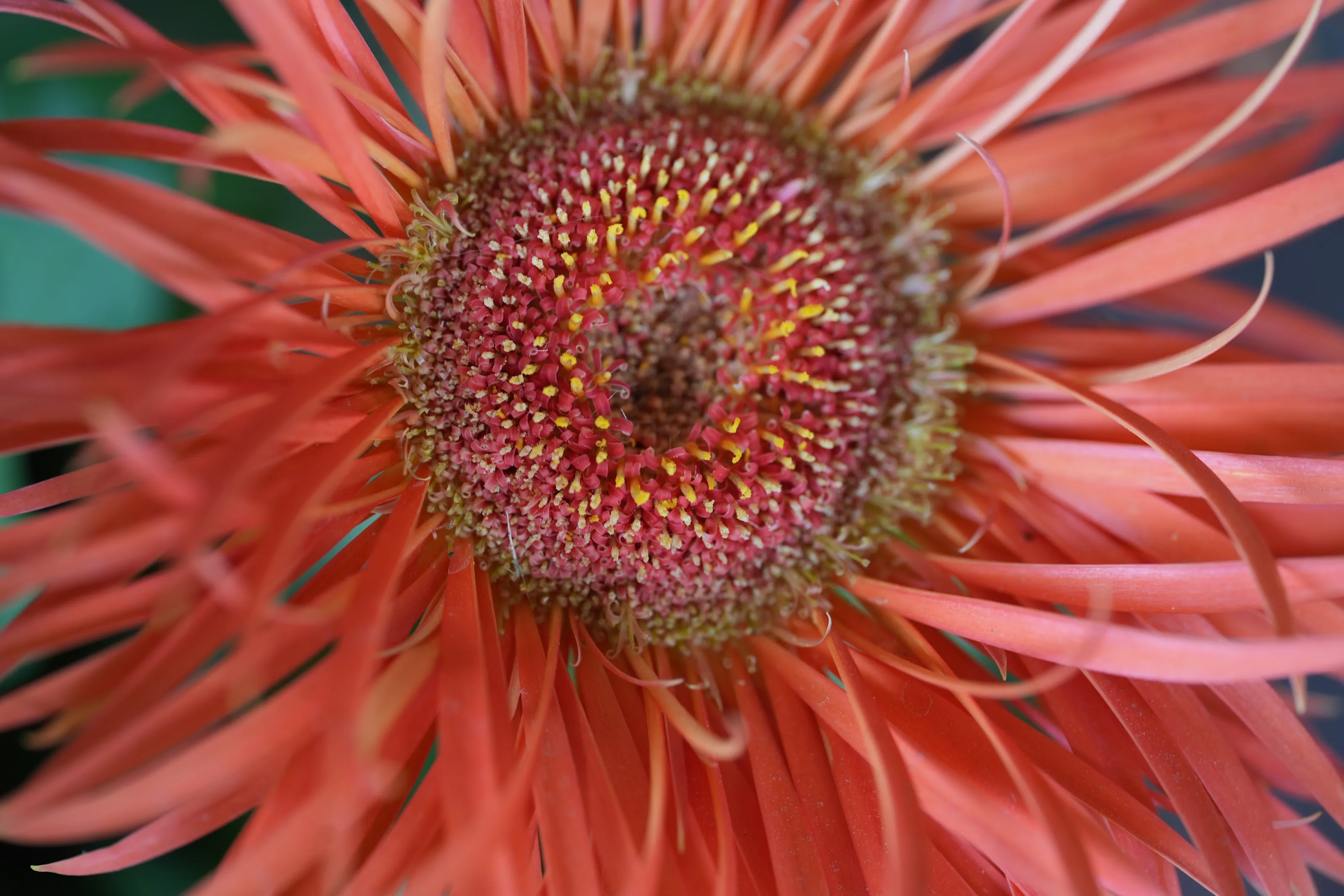 Iowa Flower Garden