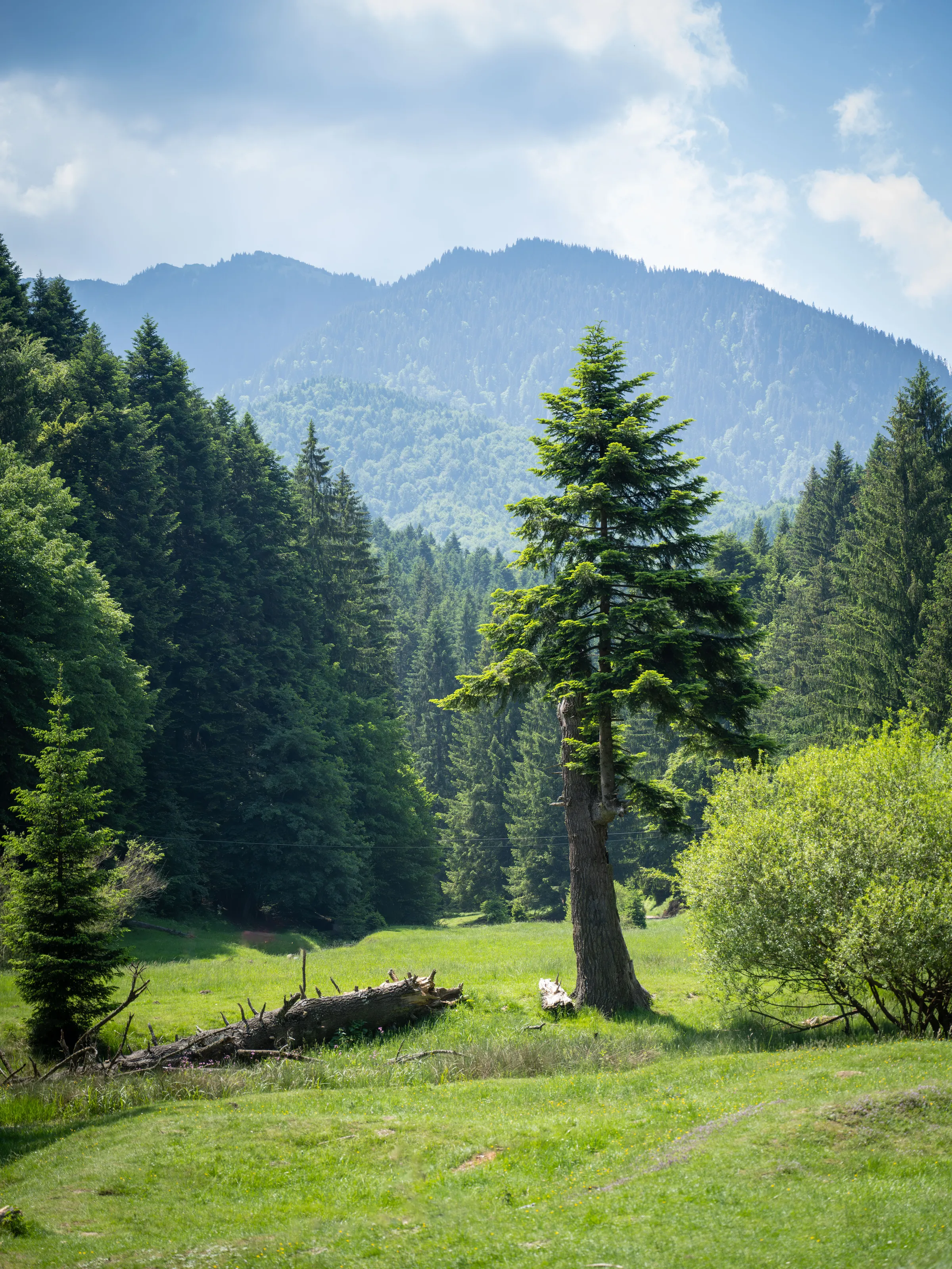 Mighty Trees