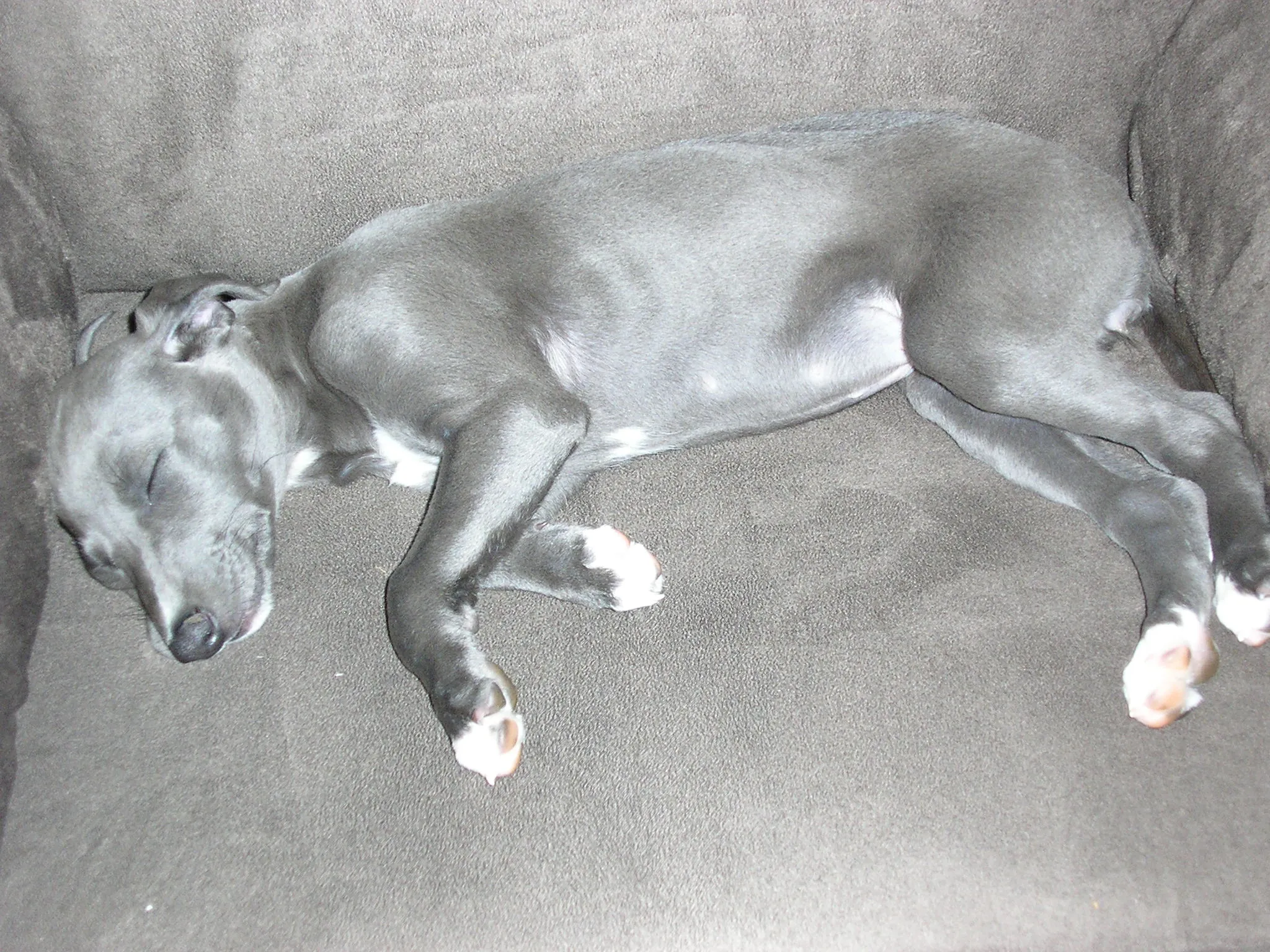 Whippets and Greyhounds