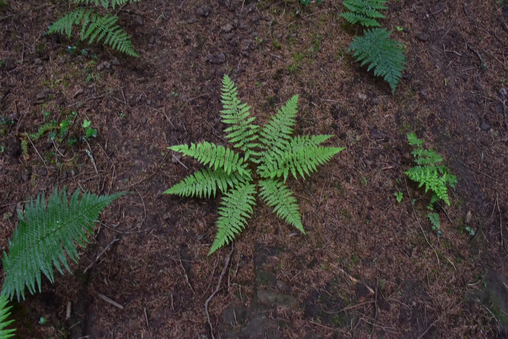 Fern in a forest