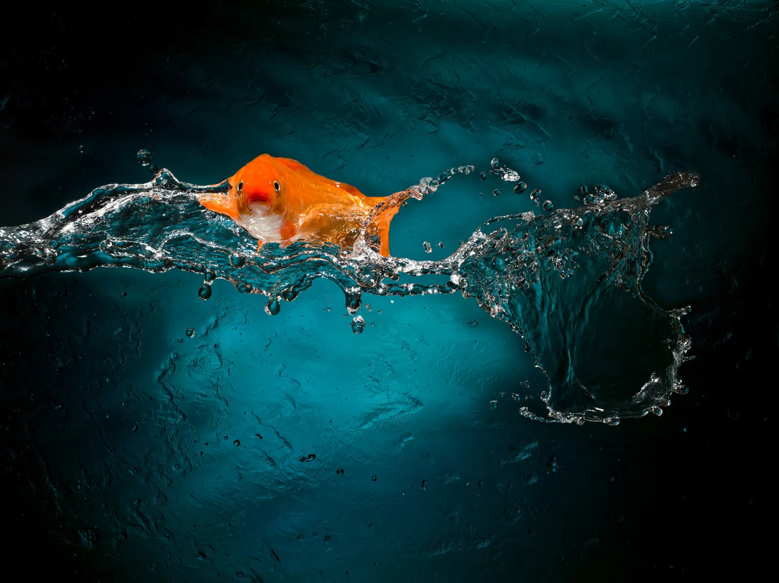 Freeze action image of a fish.