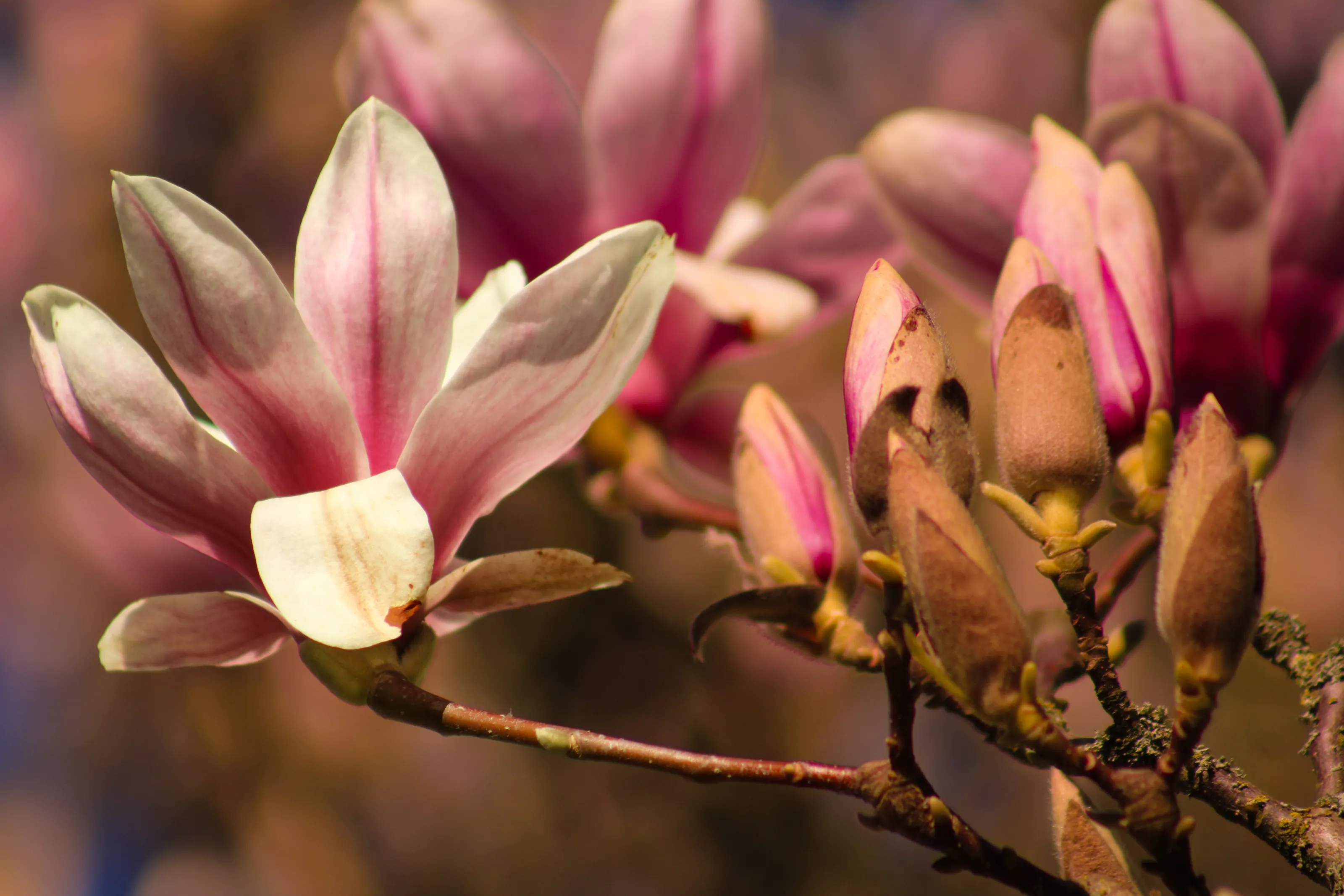 The Haze of Spring