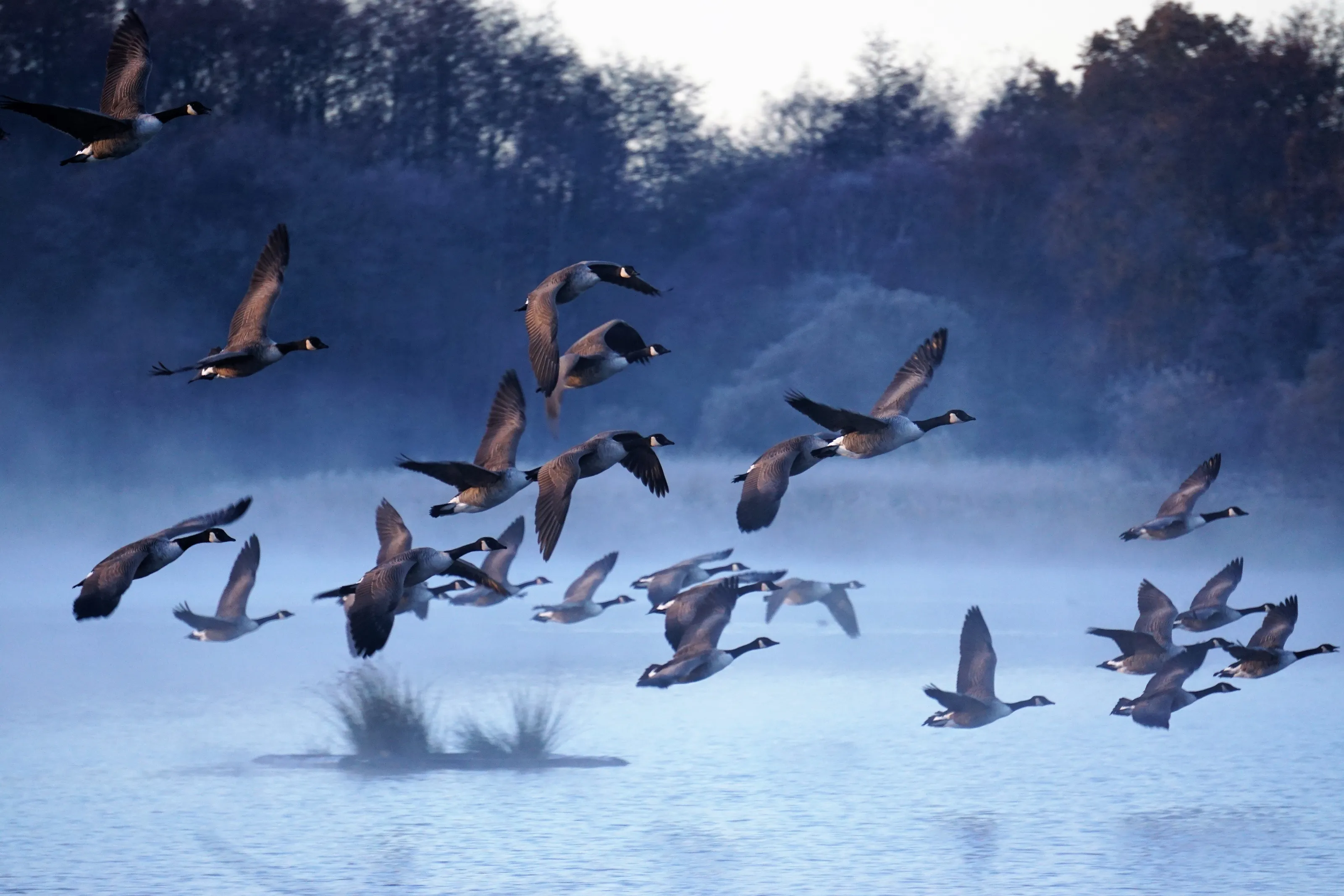 Wild Geese take to flight