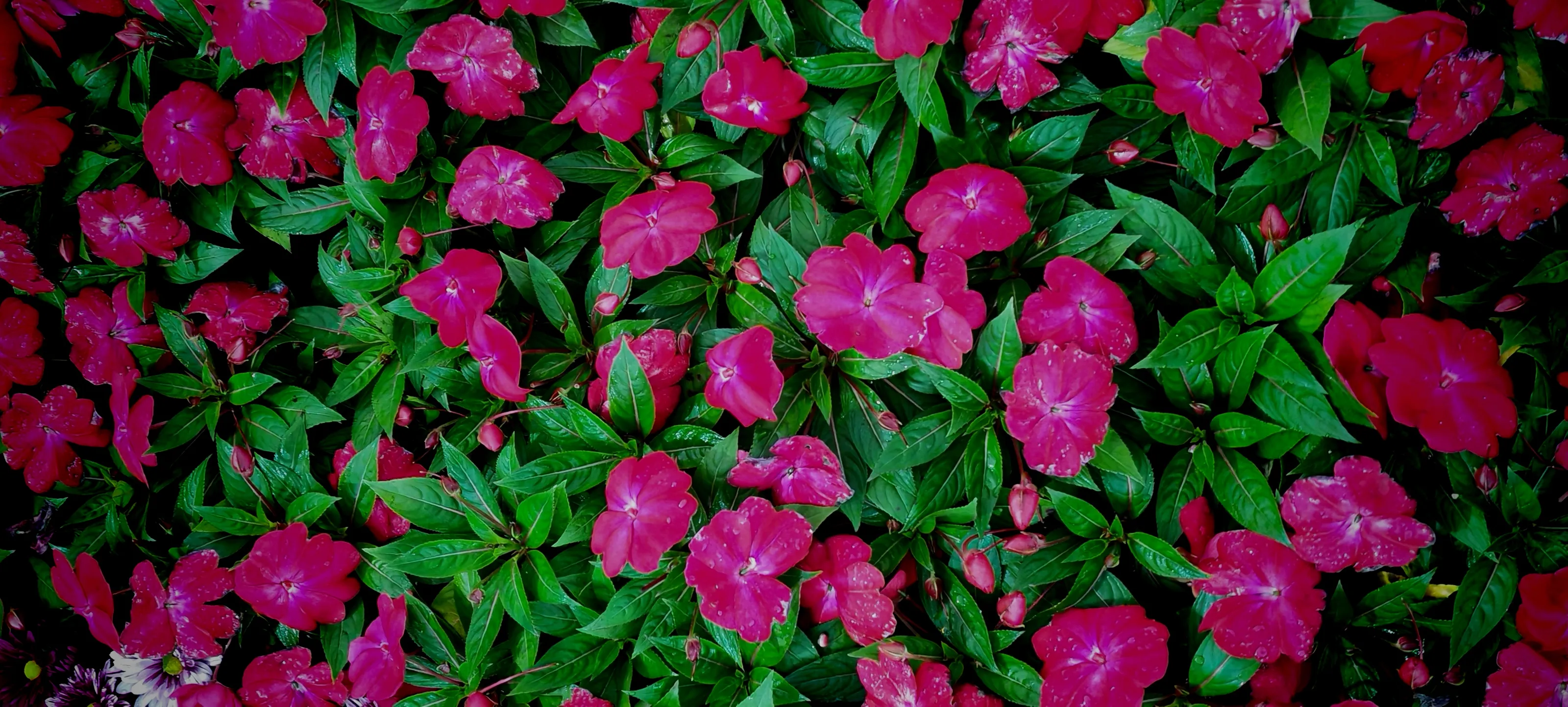 Pink and Green Together